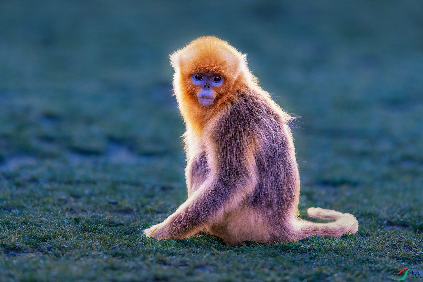 ��˿��----�����ע