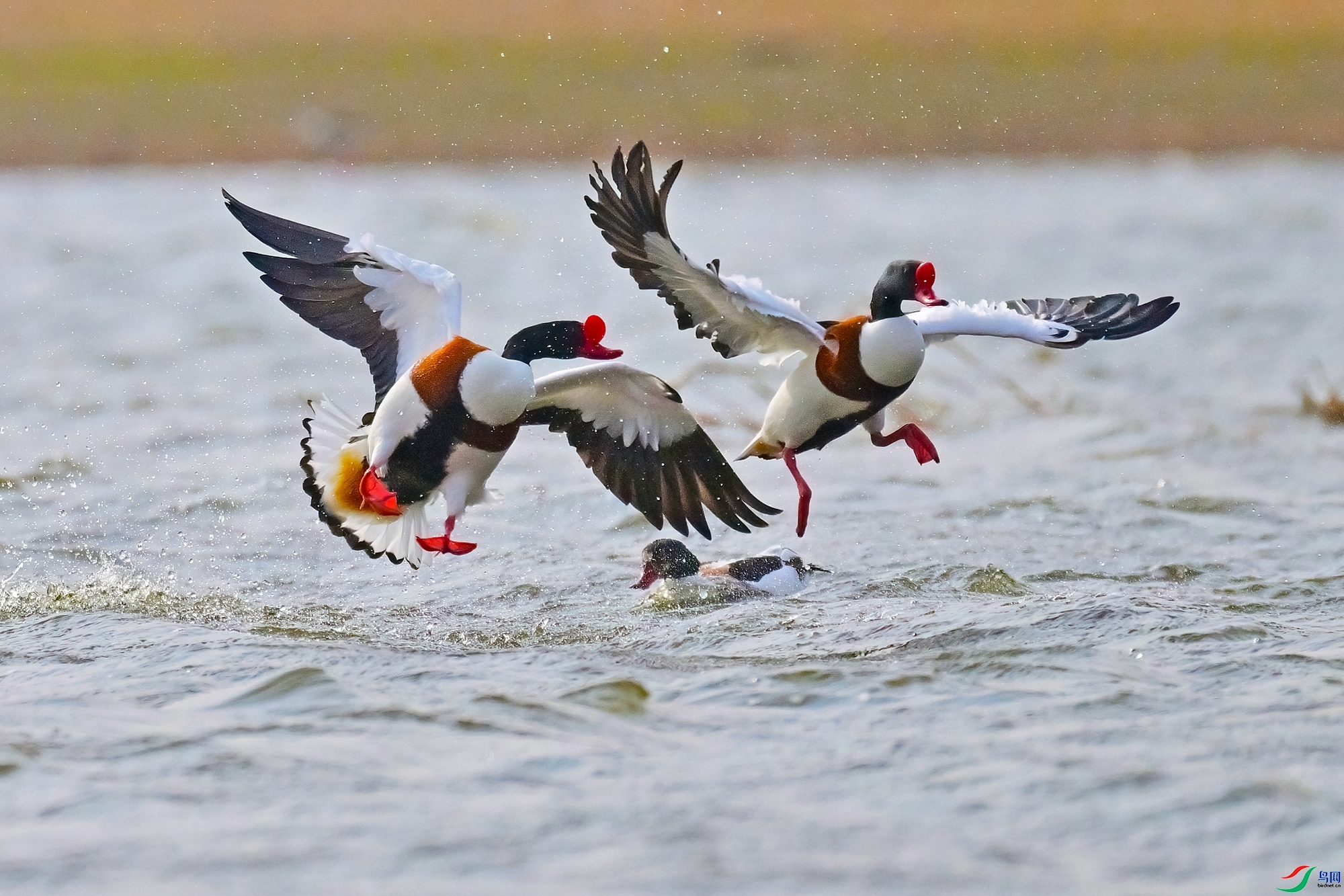 ˫Ѽչ��  ���� ��һ.jpg