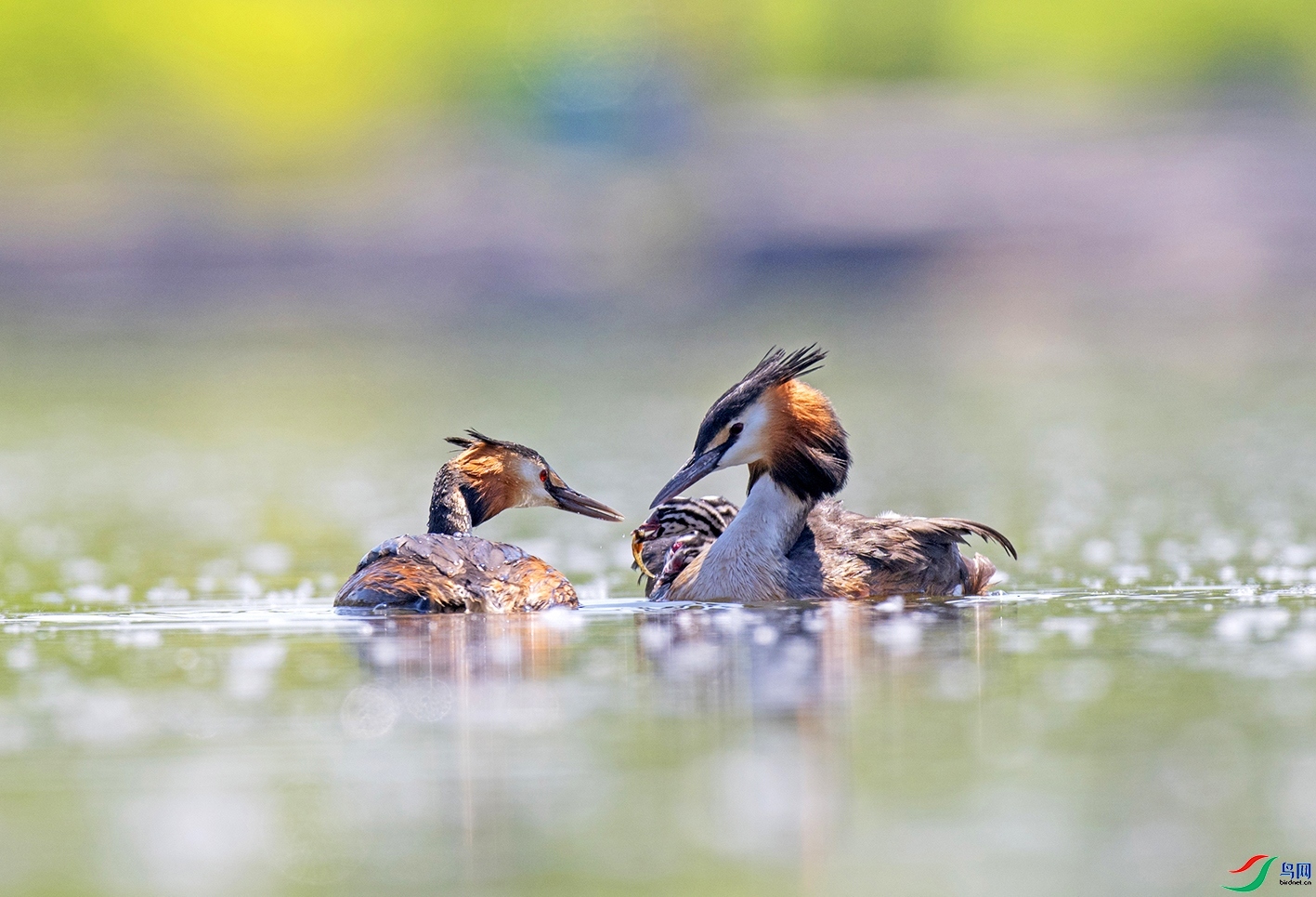 ��ͷ�G�f ���� ������ǰ �ܶ�.jpg