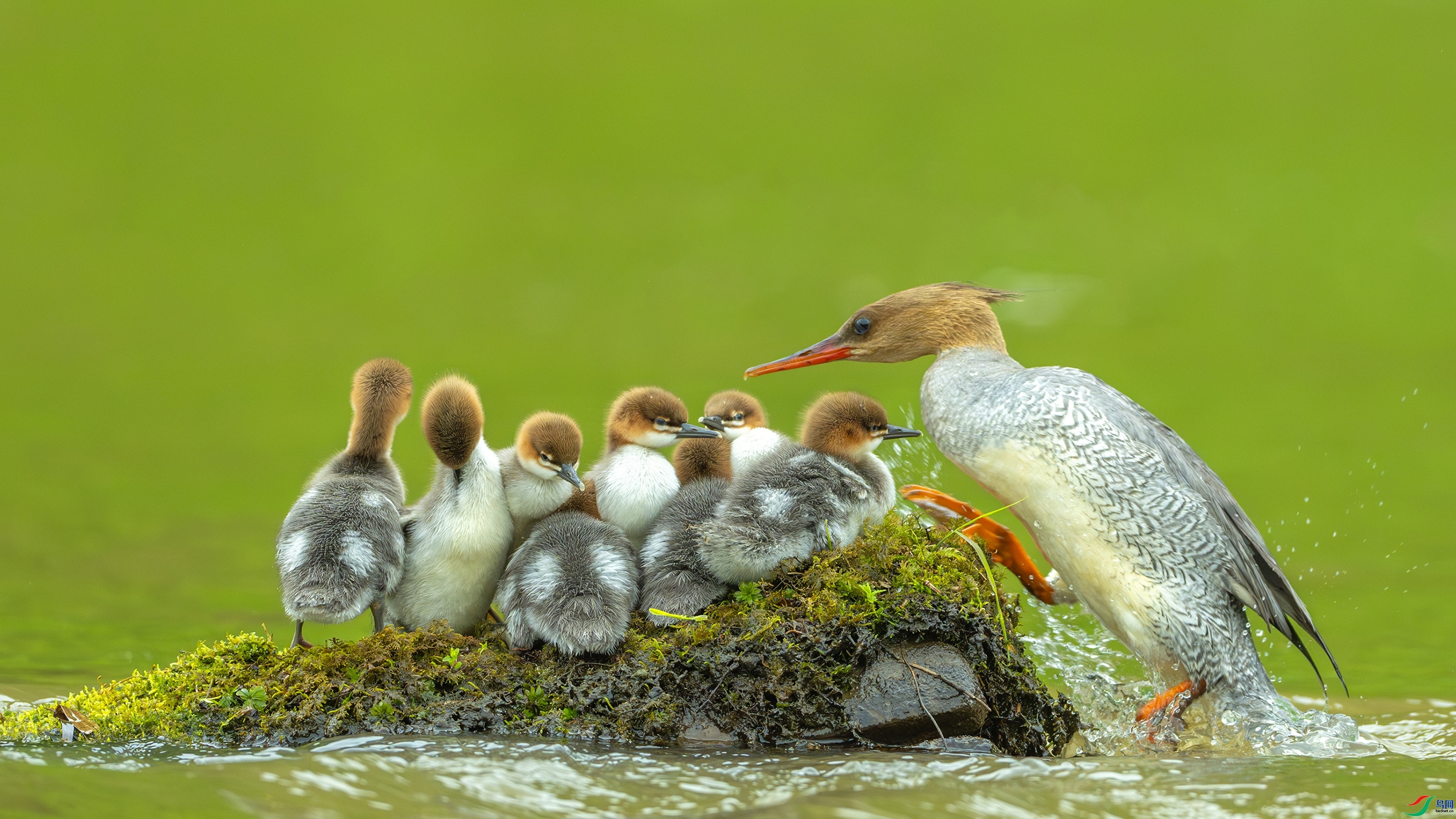 ���� ��������  ���� ������ͷ �ܶ�.jpg