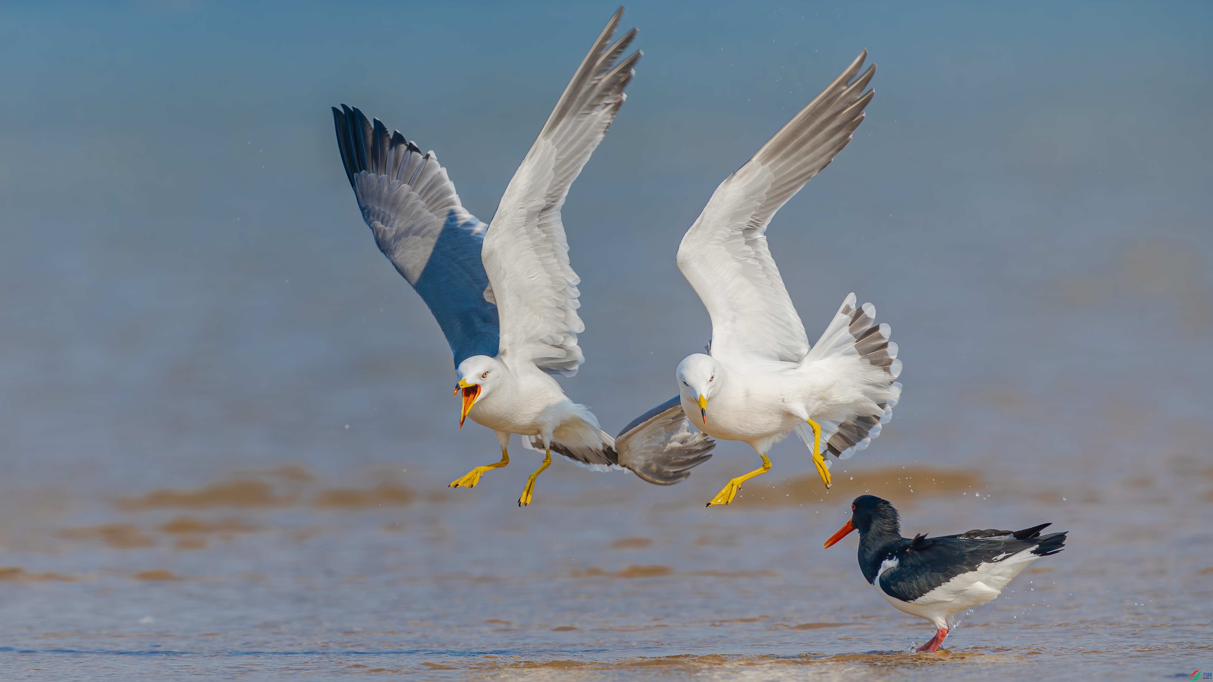 ���߷��� ���� �䱾���� ����.jpg