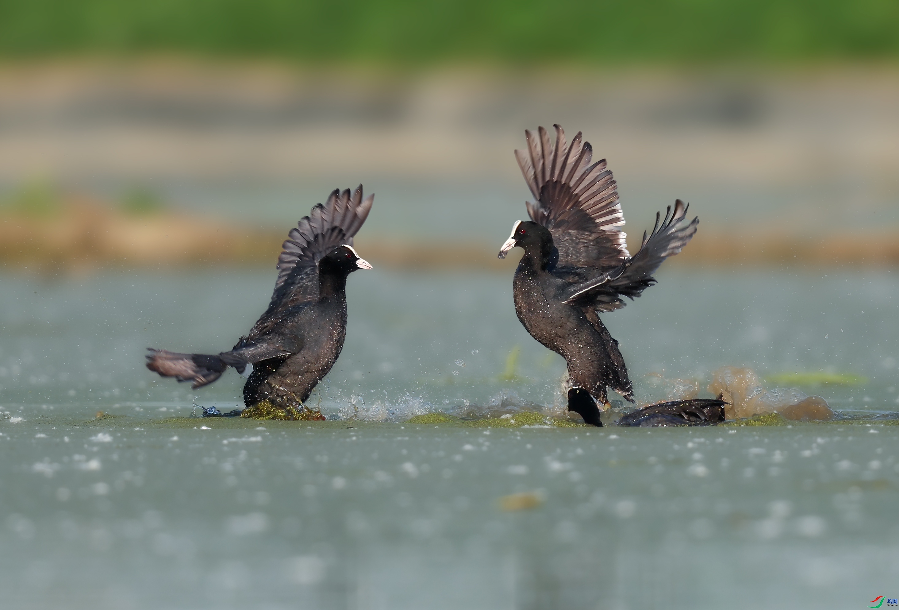 �׹Ƕ�����һ�� ���� һ·���� ����.jpg