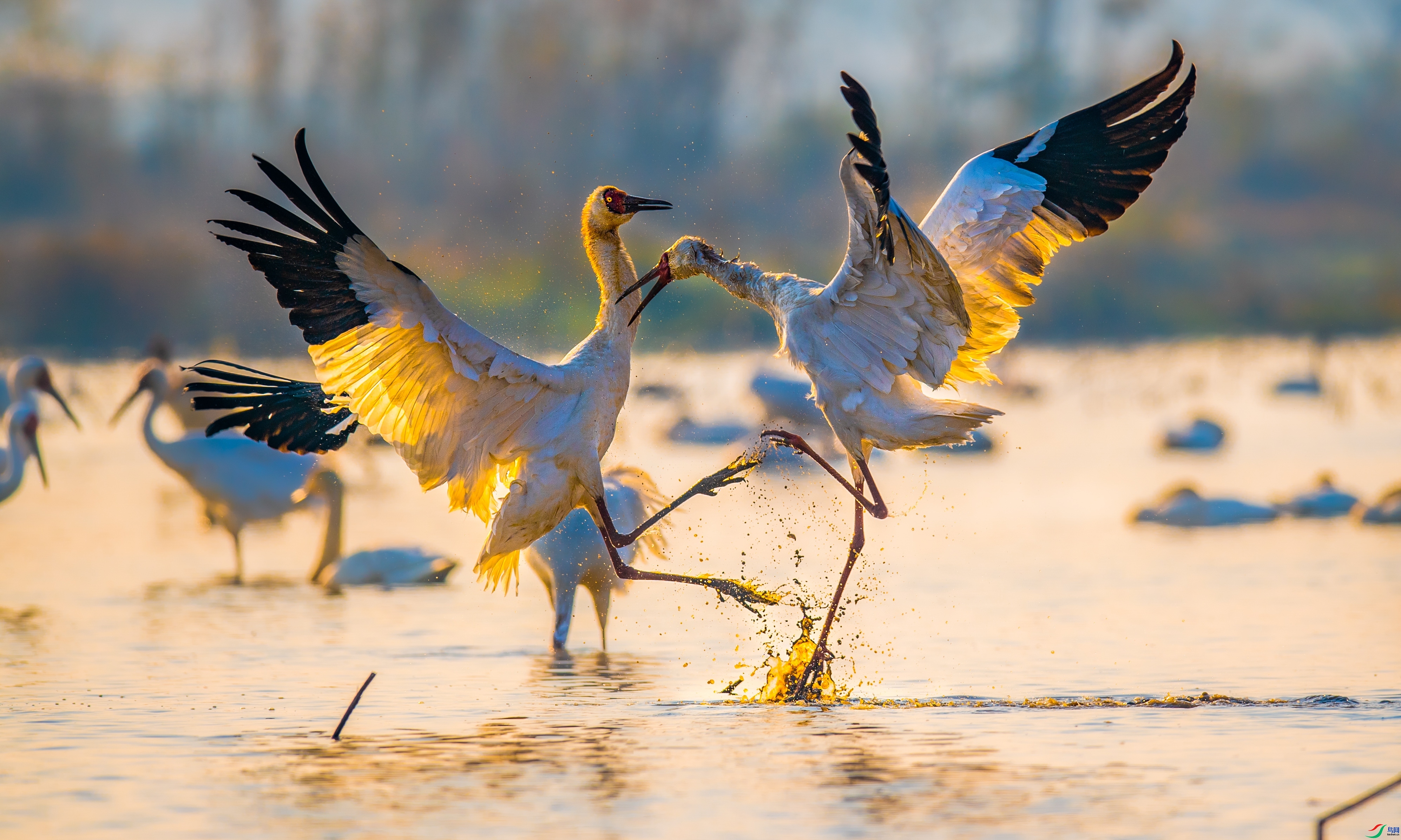 �׺׳���  ���� ��������bj  ����.jpg