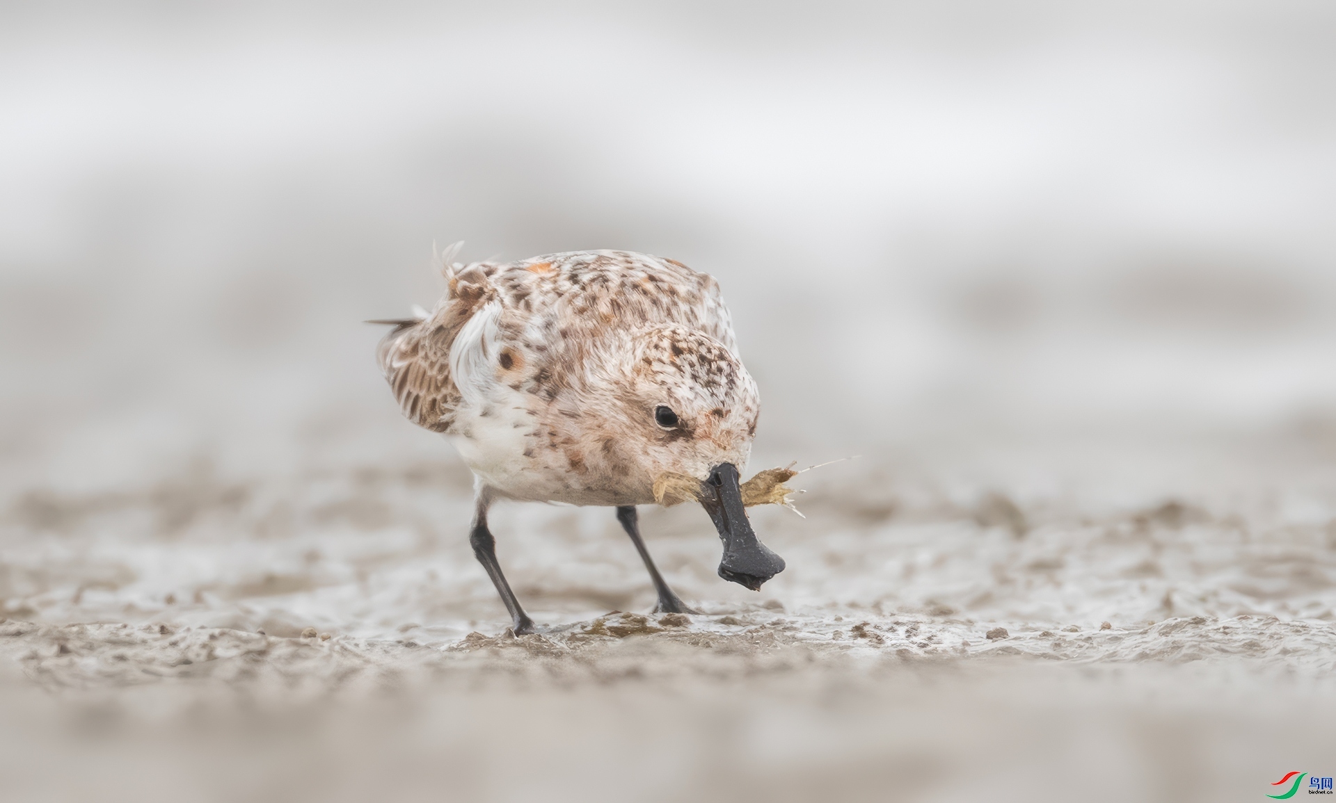 ��ζ��СϺ ���� �ܷ� ����.jpg