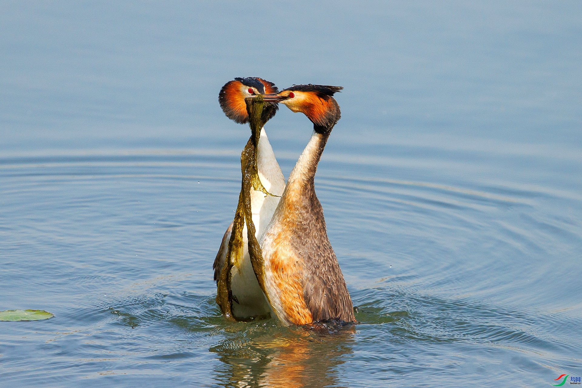 �ʻ� ���� ����.jpg