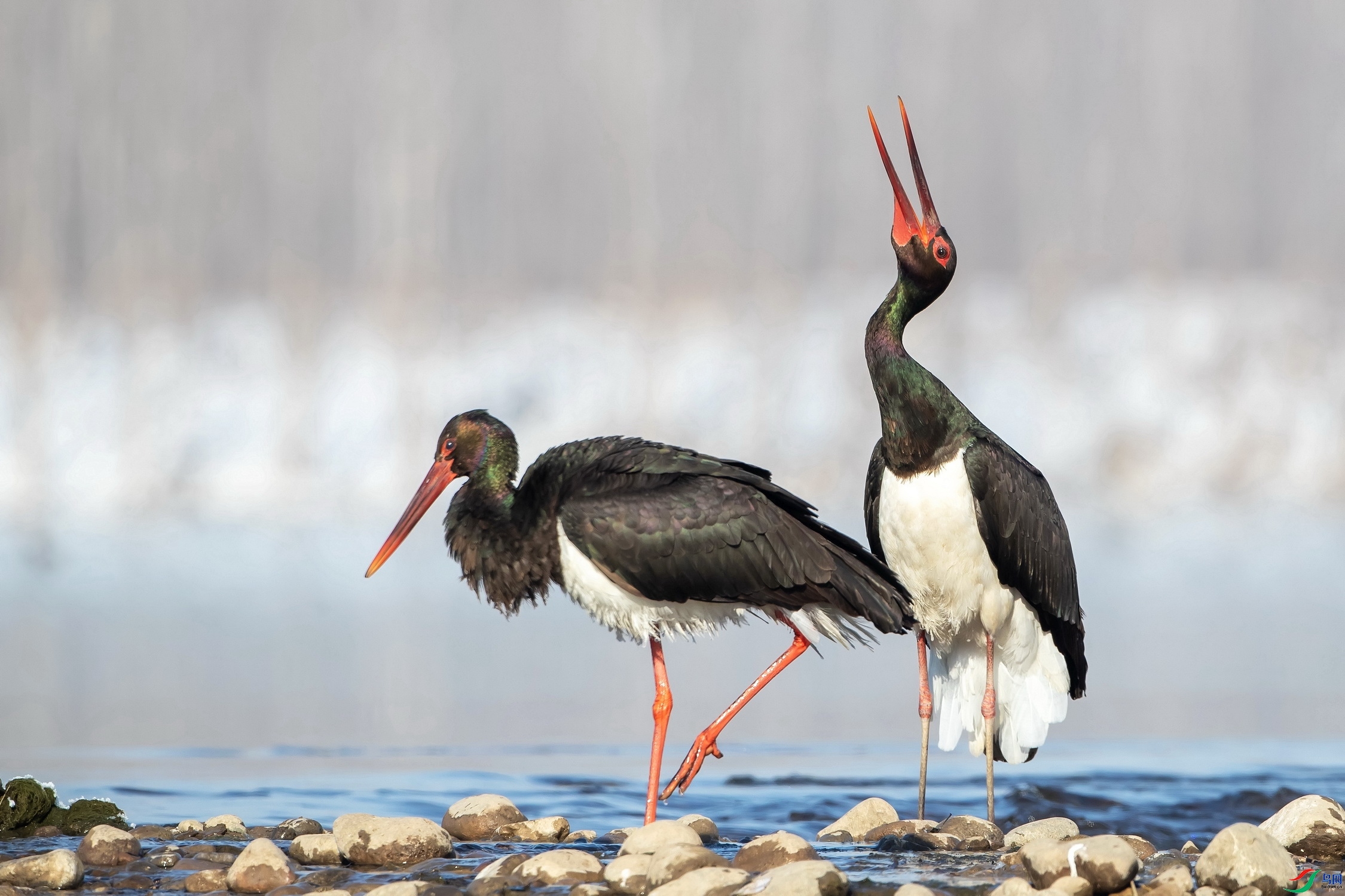 ���� ���� ��ʯ  ����.jpg