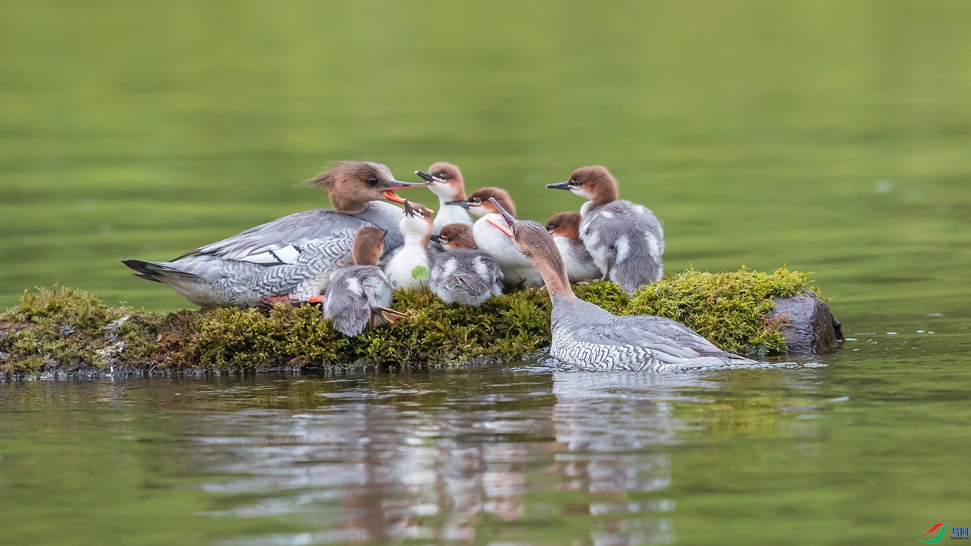 ��СѼ  ���� ɽɽɽ ����.jpg