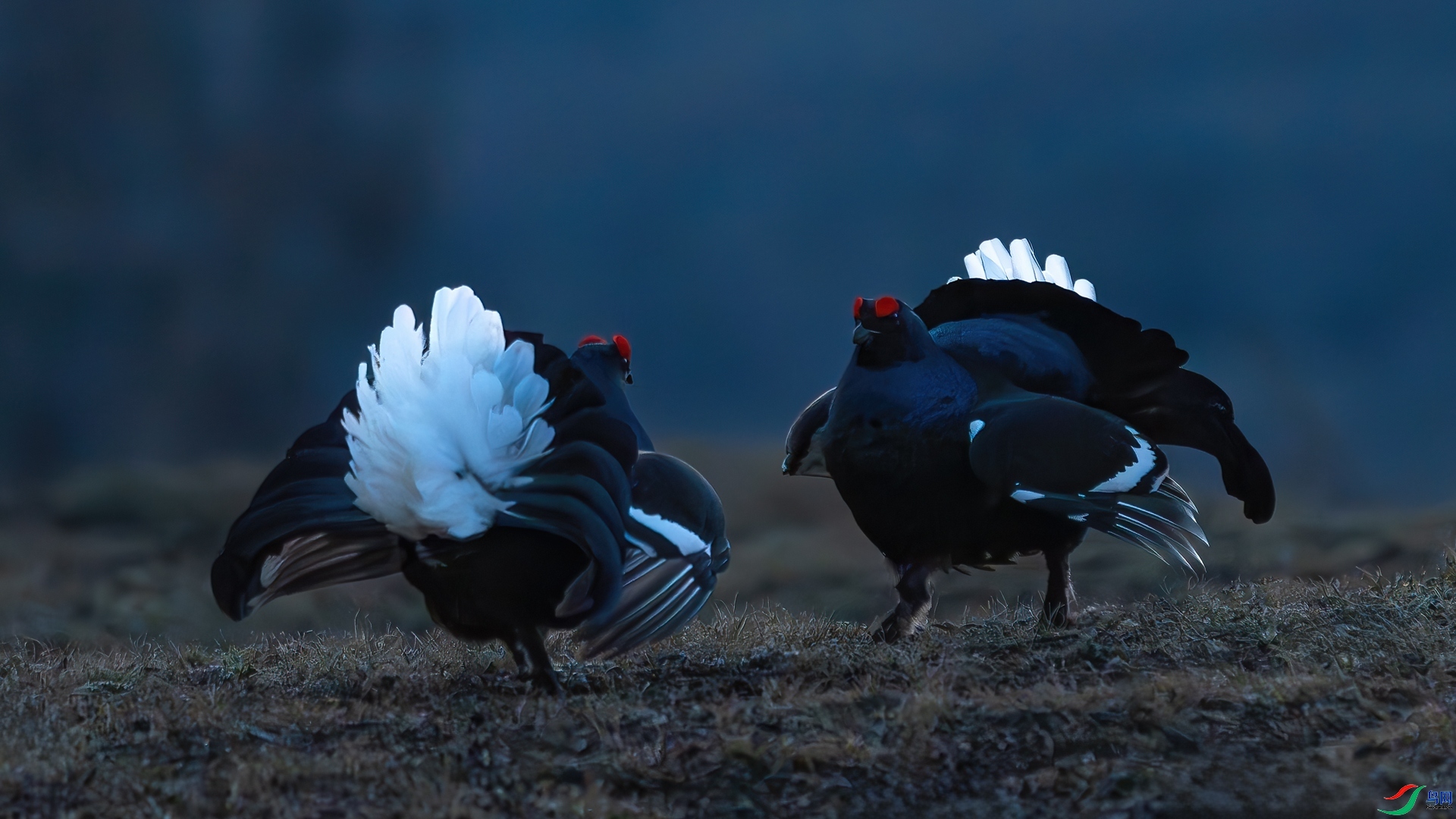 �첻����Ҫ�ɼ� ���� ����ľ ����.jpg