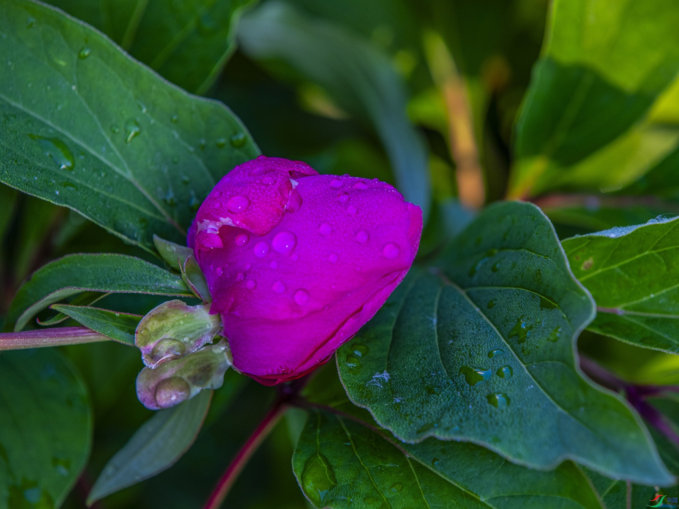 CY4A6158 ����1.jpg