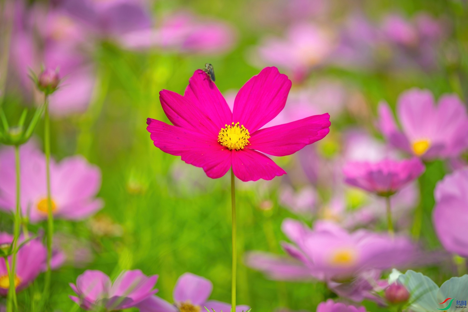 DAZ08415-����ǿ-����.jpg