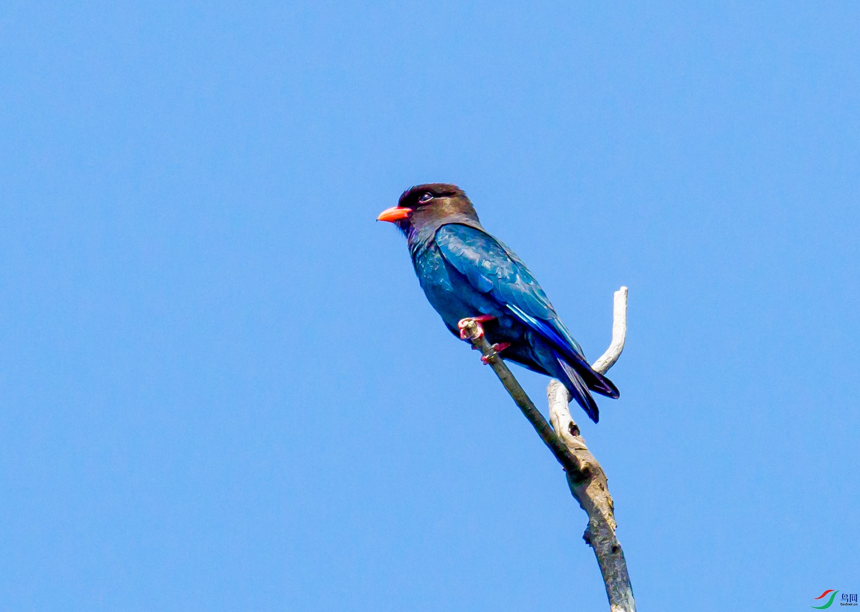 P6031655 ---������.jpg