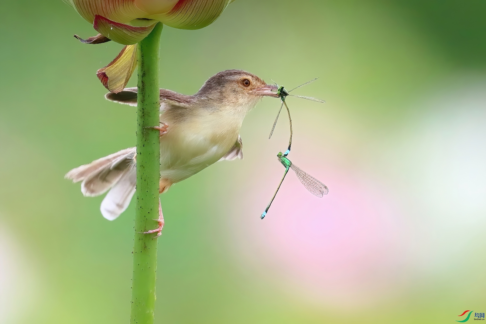 Two in one beak.jpg