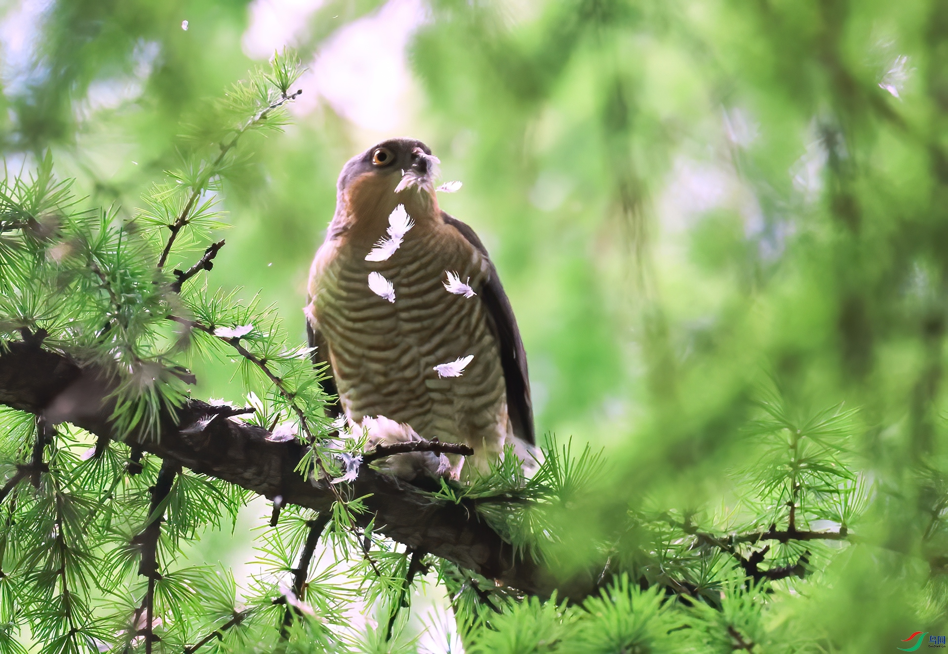 ����ǿʳE8A3943-De.jpg