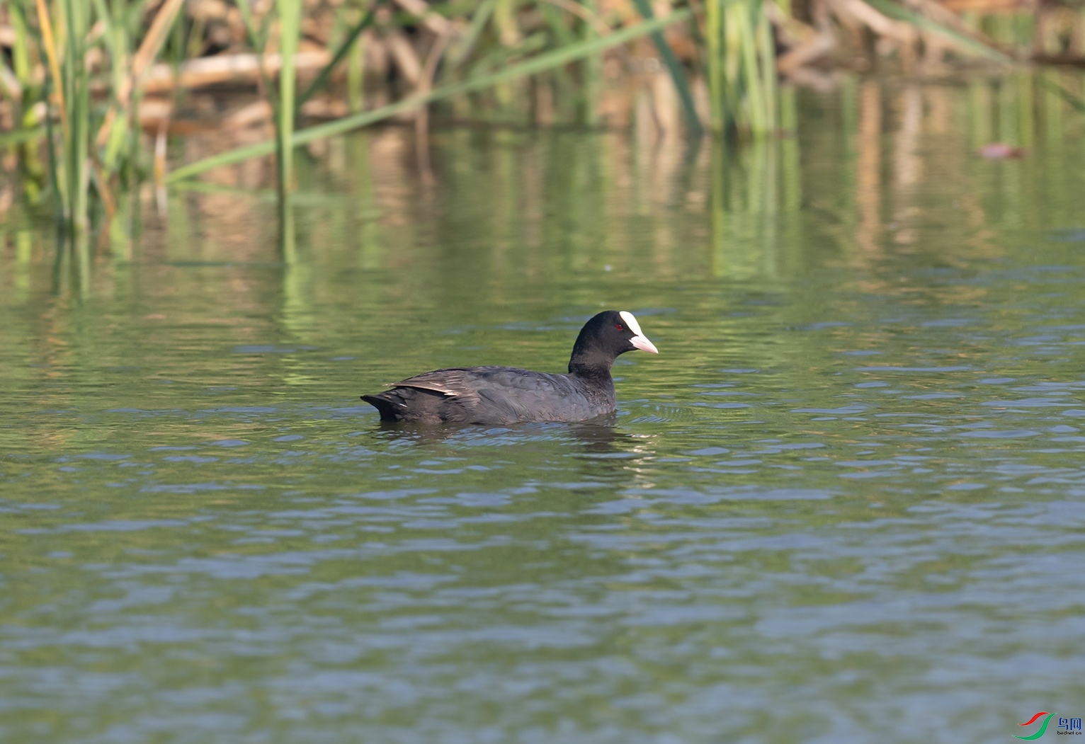 _DSC8664f.jpg