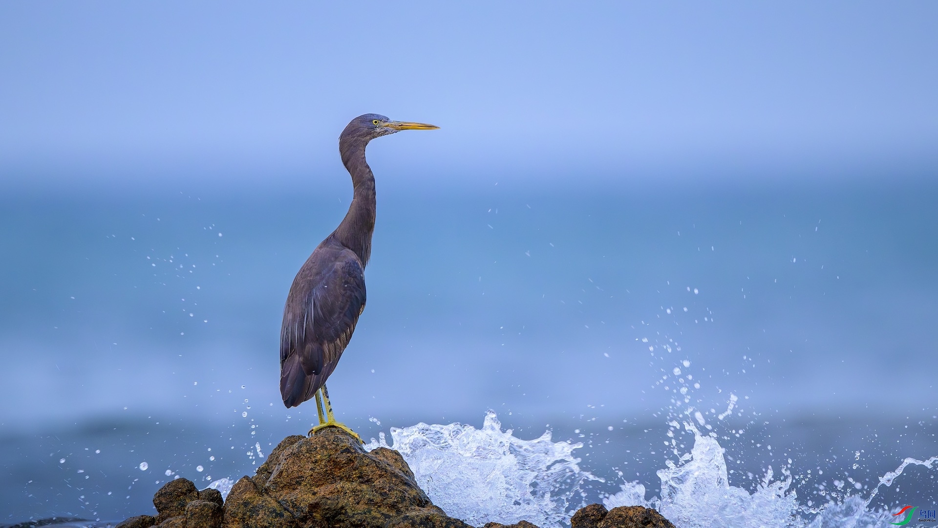 1_XXL4629-����ǿ-NR ����.jpeg