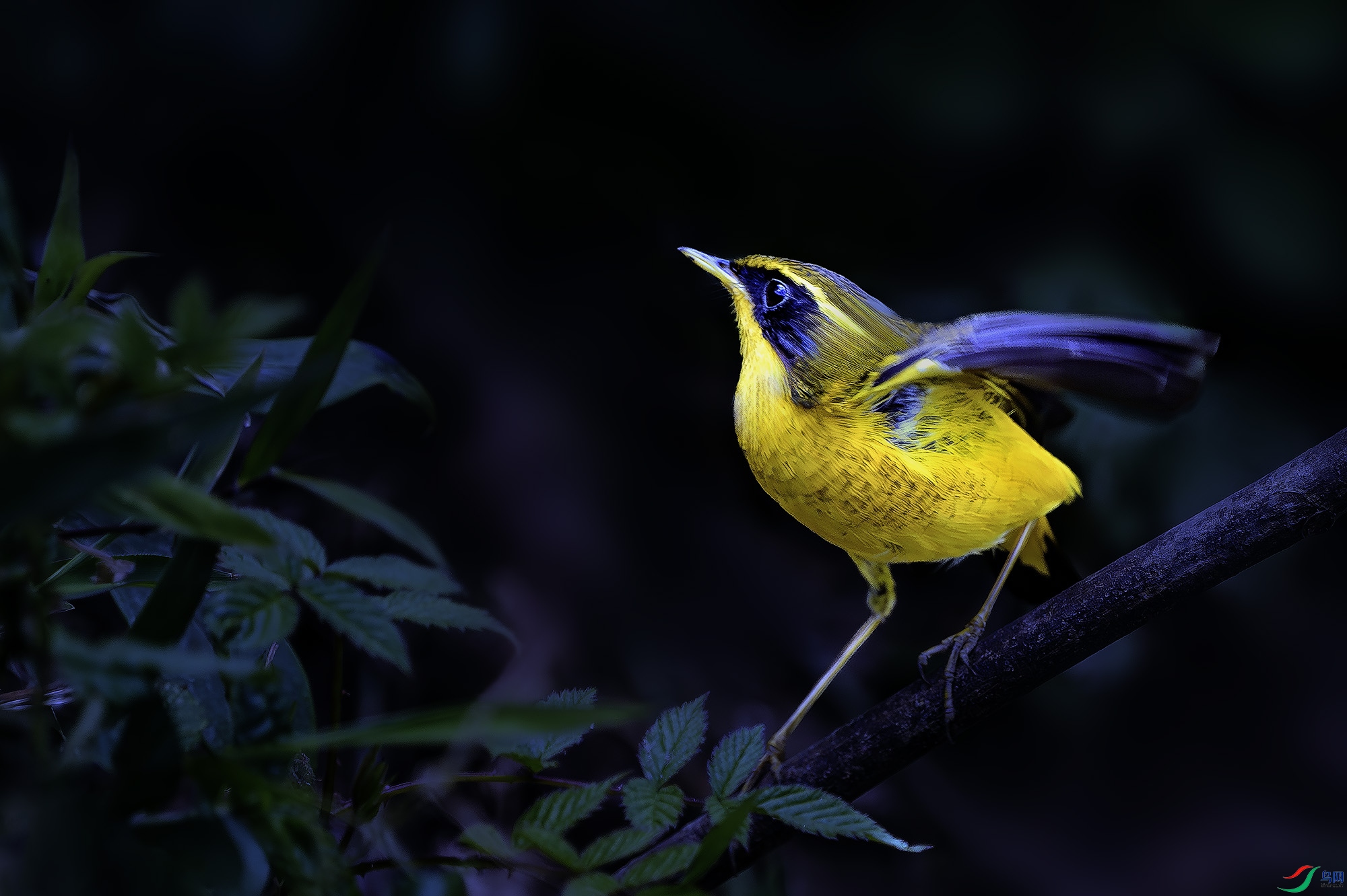 _DSC4184a-����ǿ-NR ����.jpg