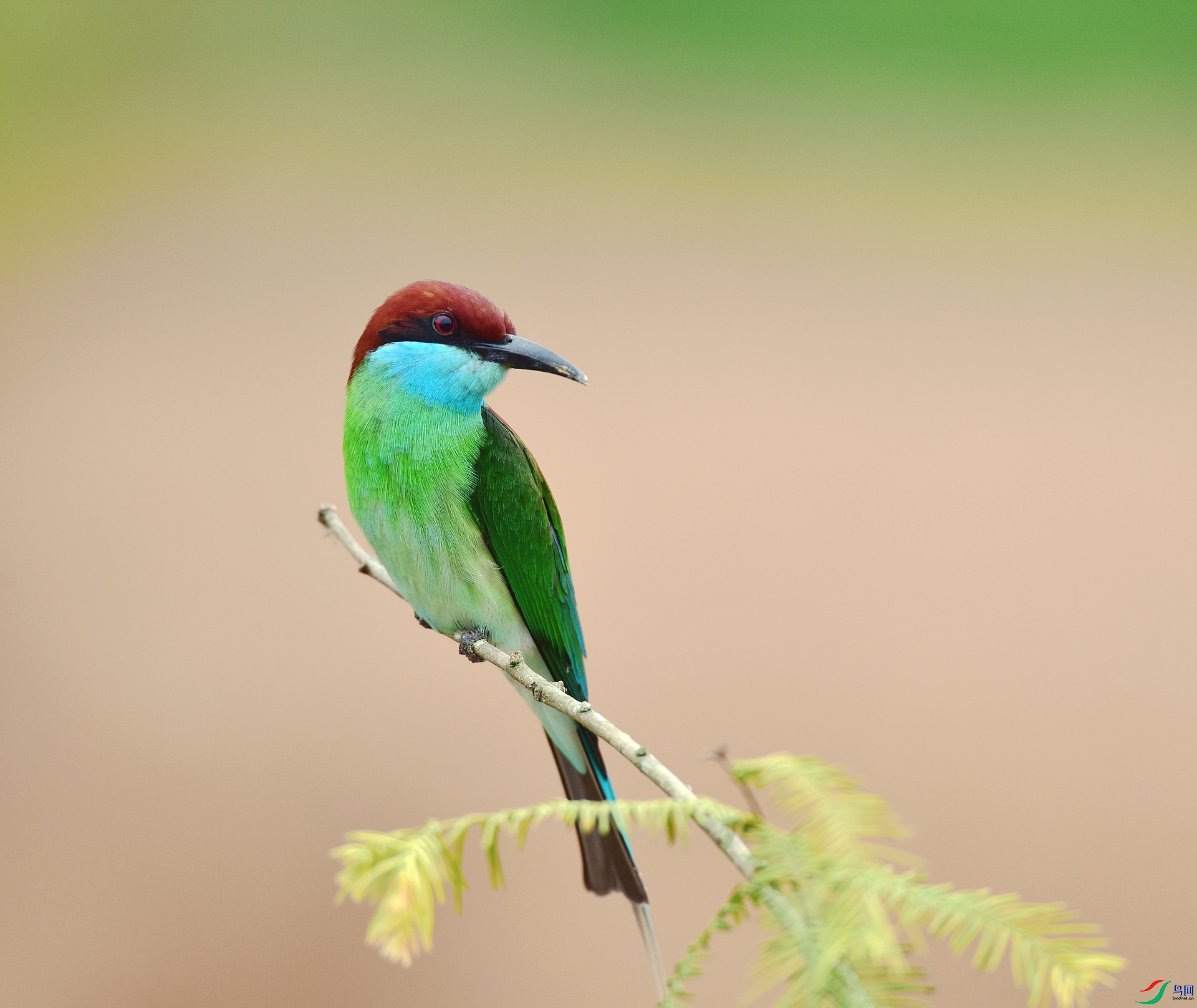 D8I_5300.jpg