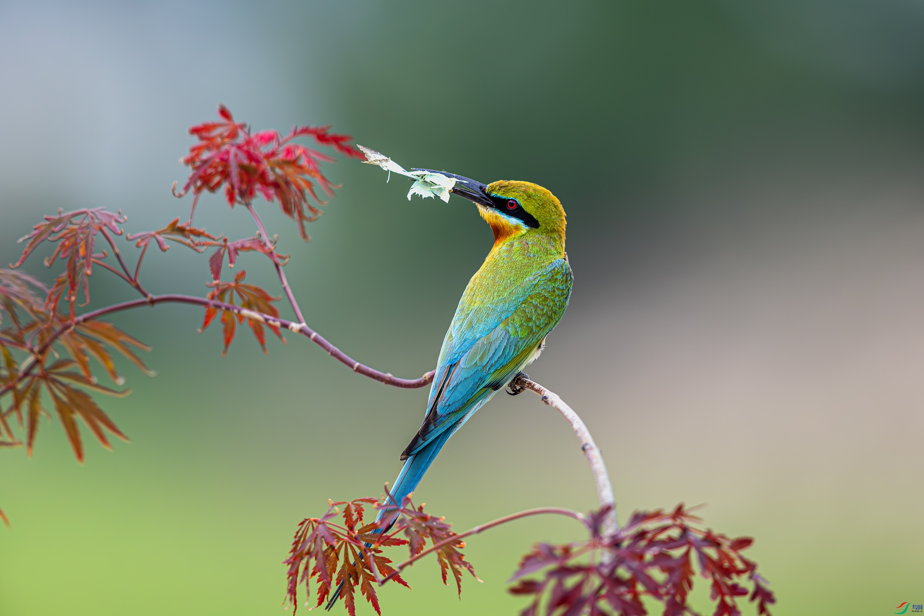 _72A9495-����ǿ-NR.JPG