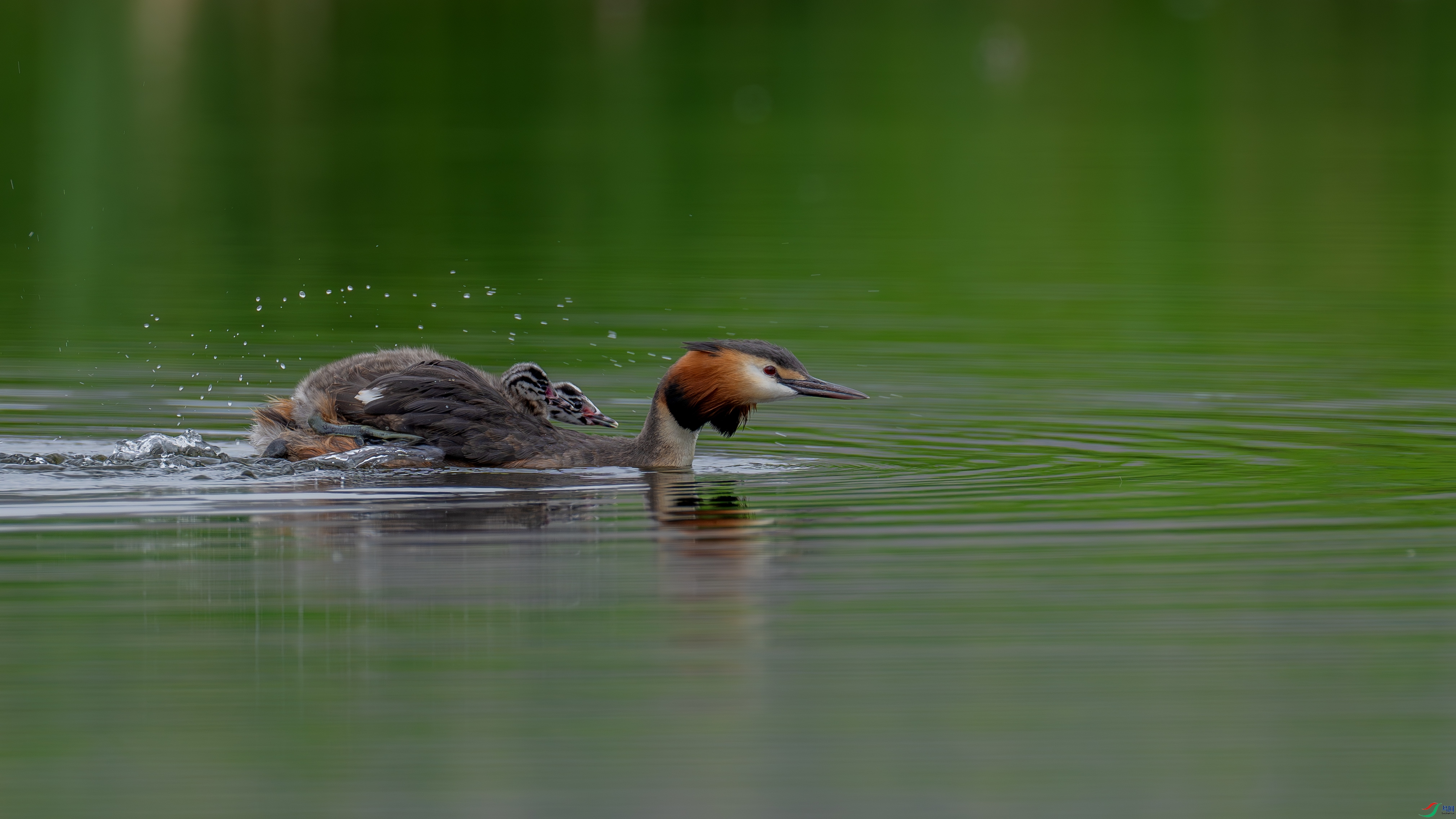 DSC03995-.jpg