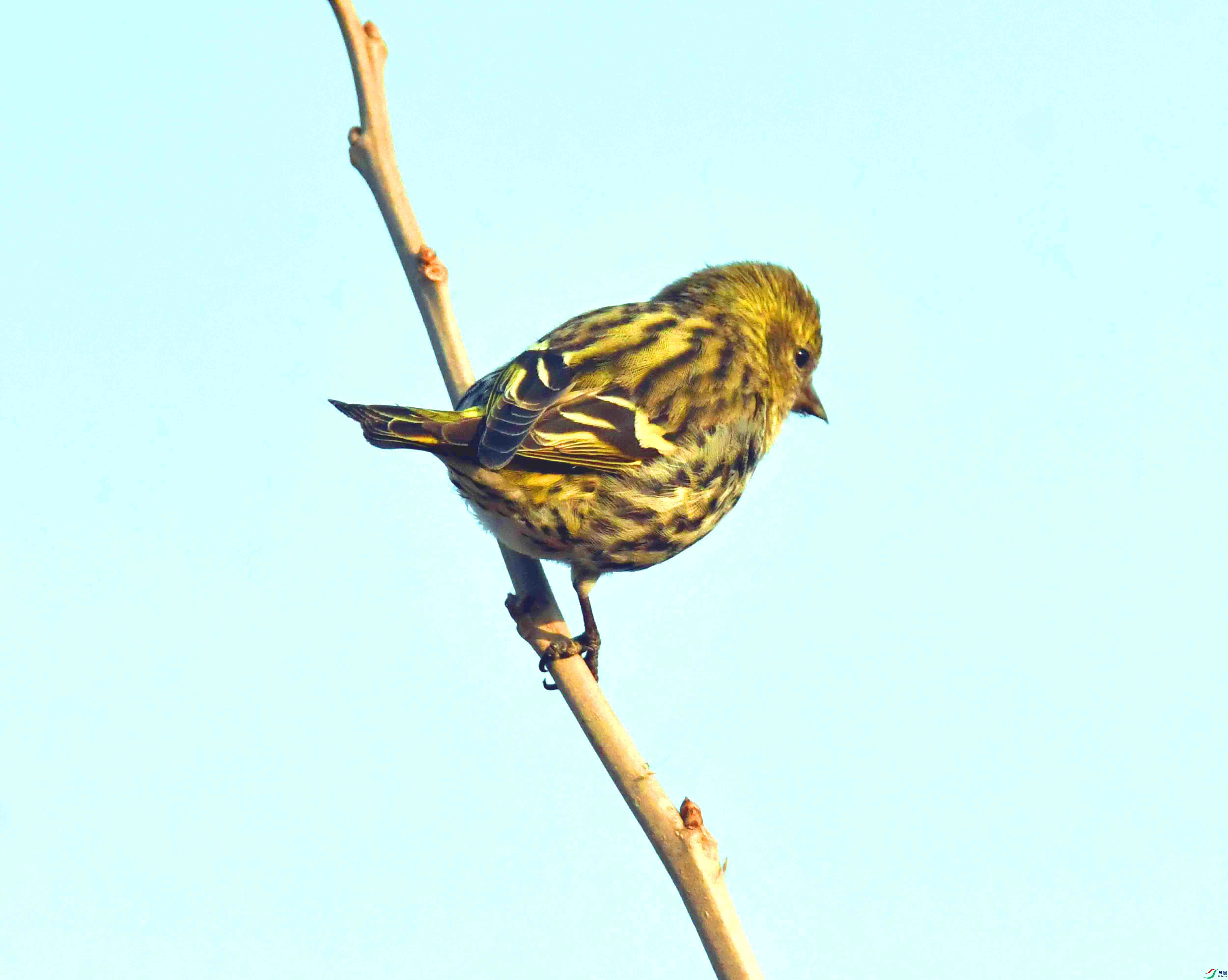 DSC_4540.JPG