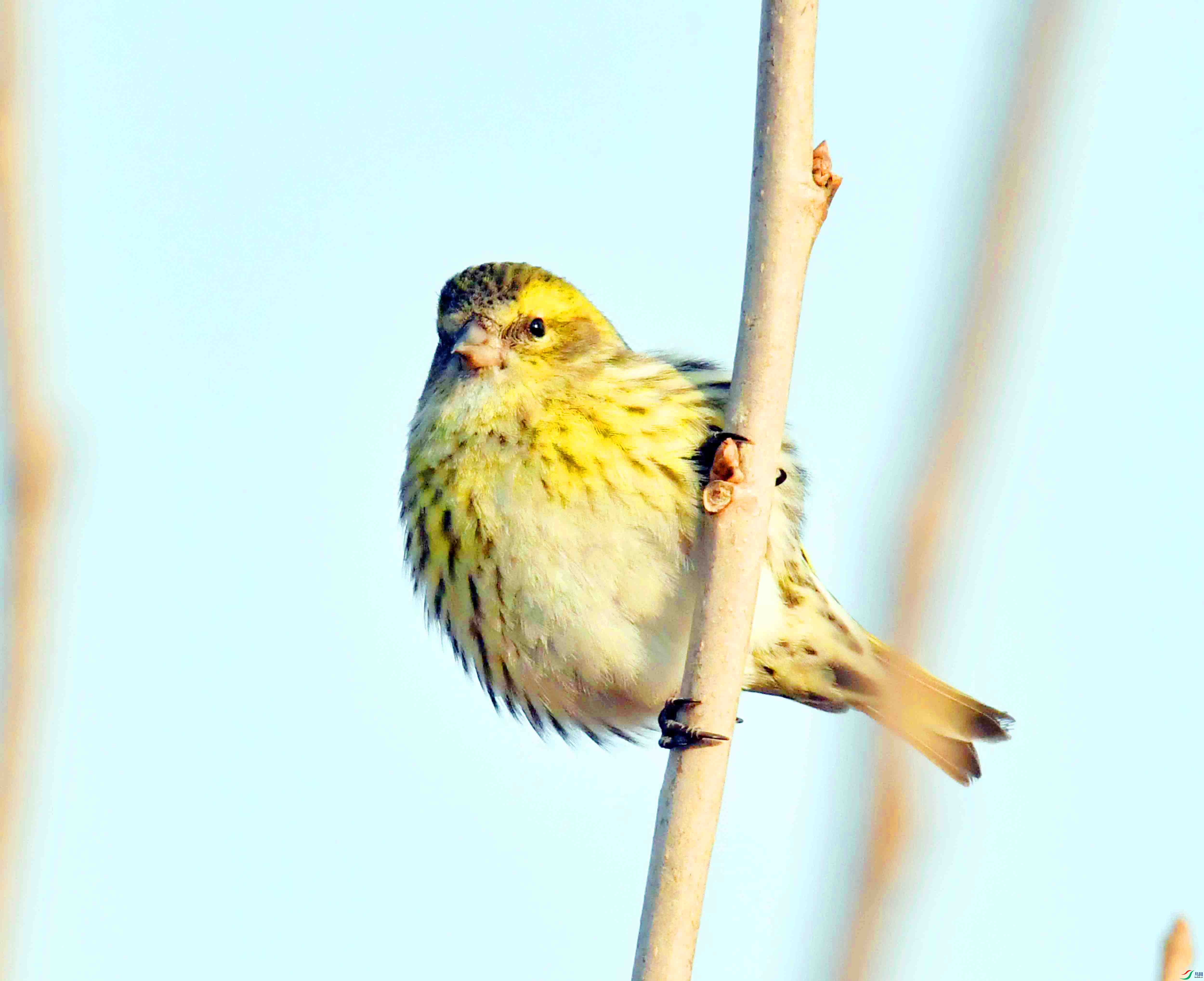 DSC_4571.JPG