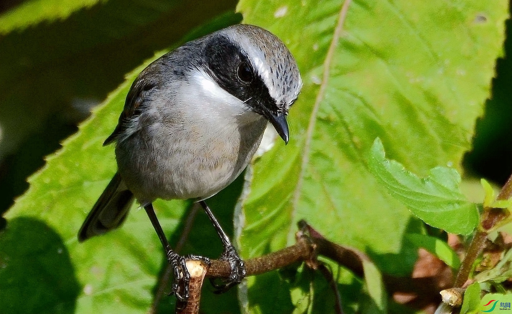 DSC_6550.JPG