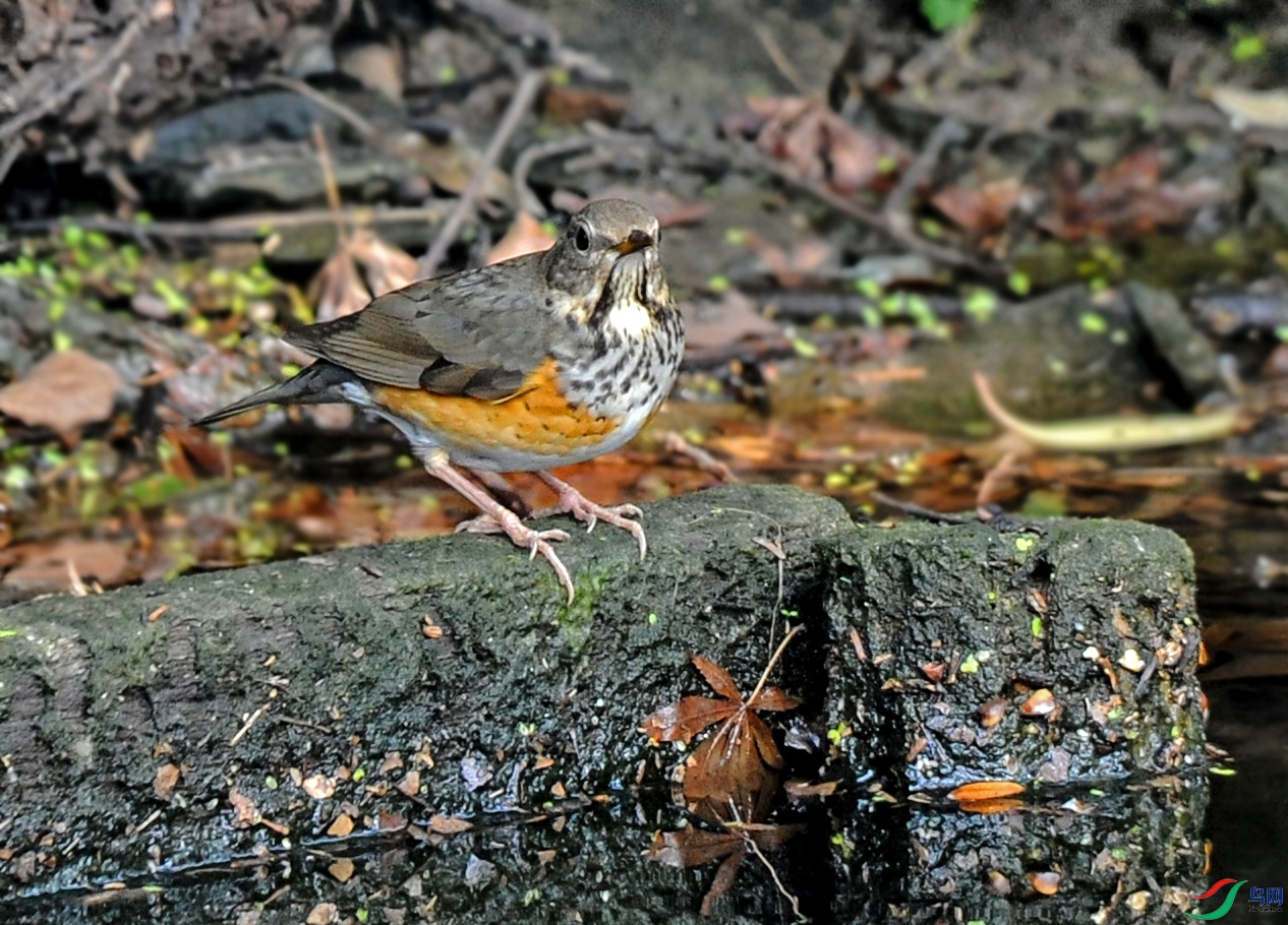 DSC_4446.jpg