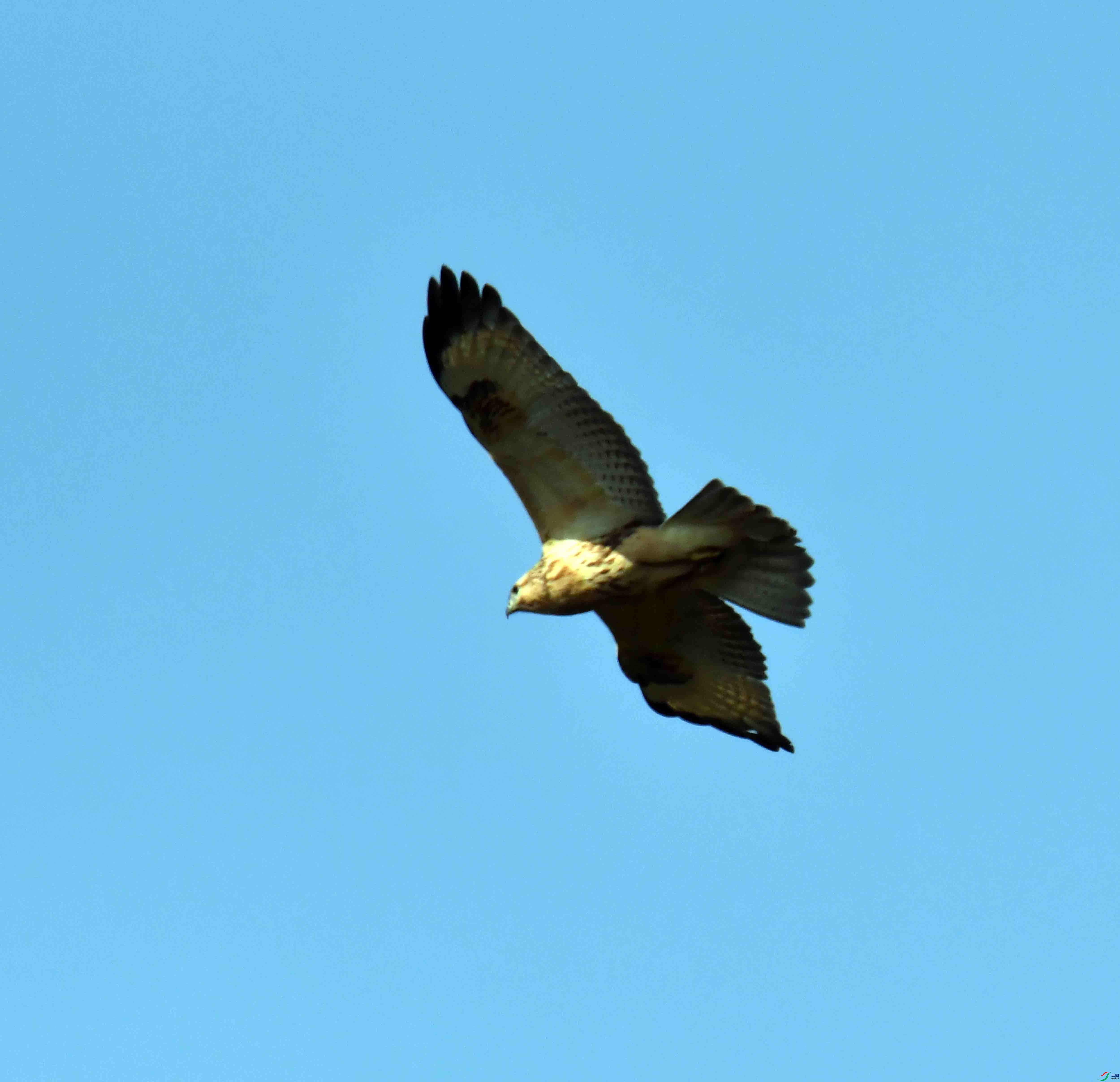 DSC_0550.JPG