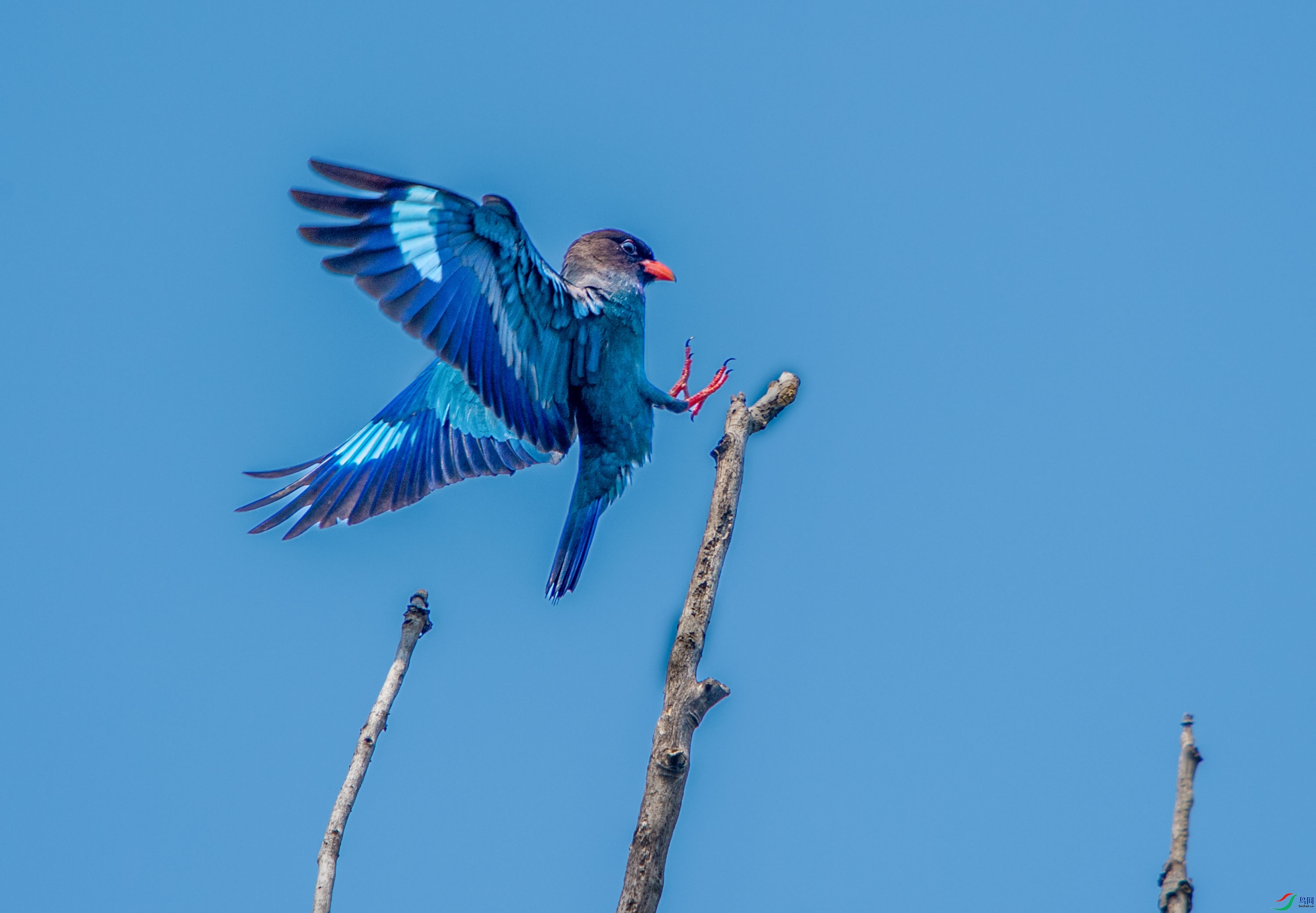 DSC_2469 ---����.jpg
