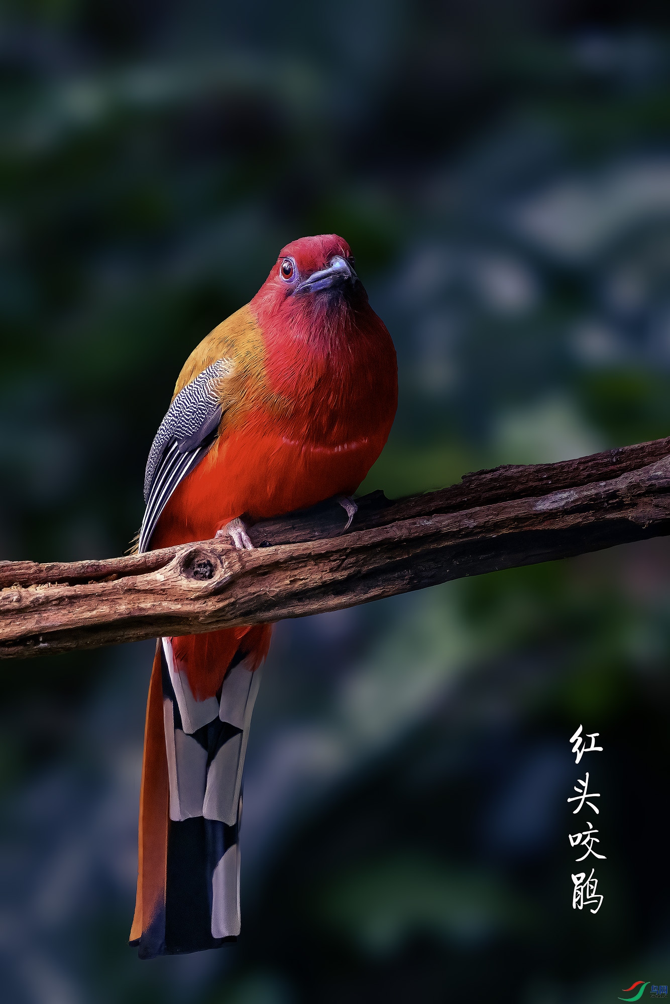 _DSC1469a ����.jpg