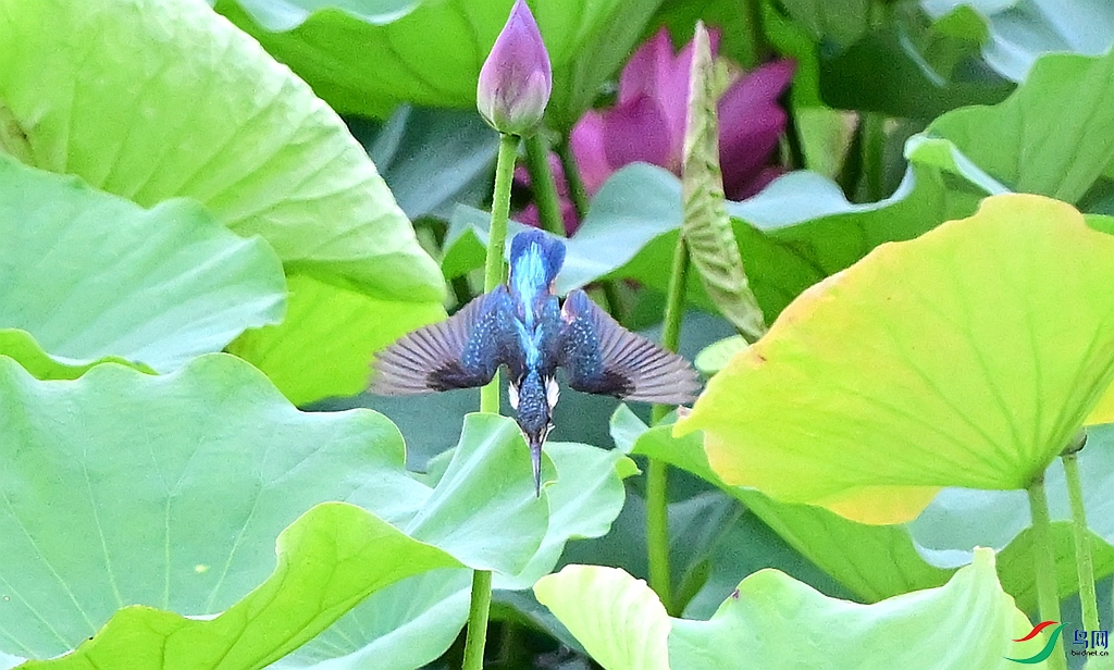 DSC_9878.JPG