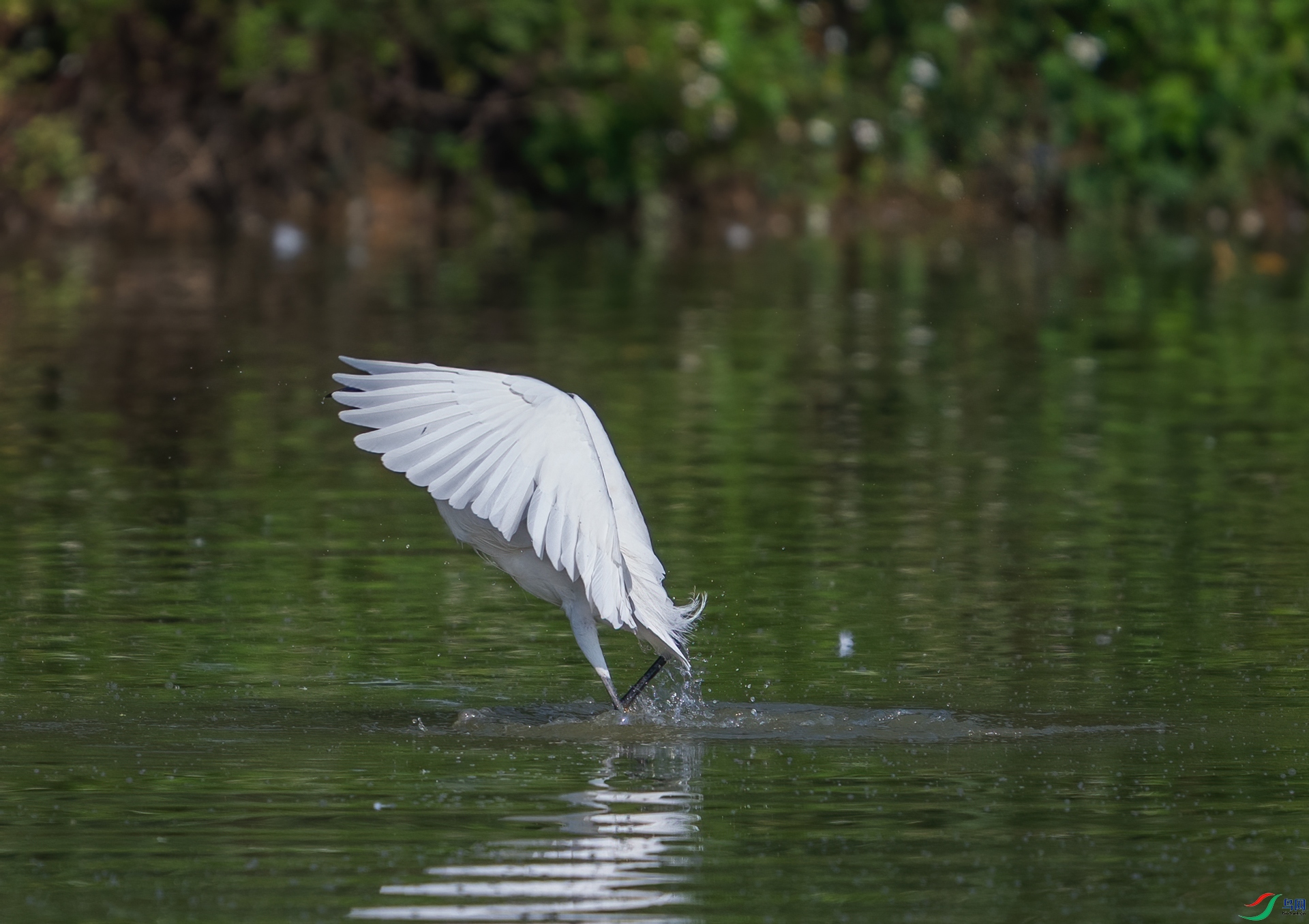 DSC_5736-1.jpg