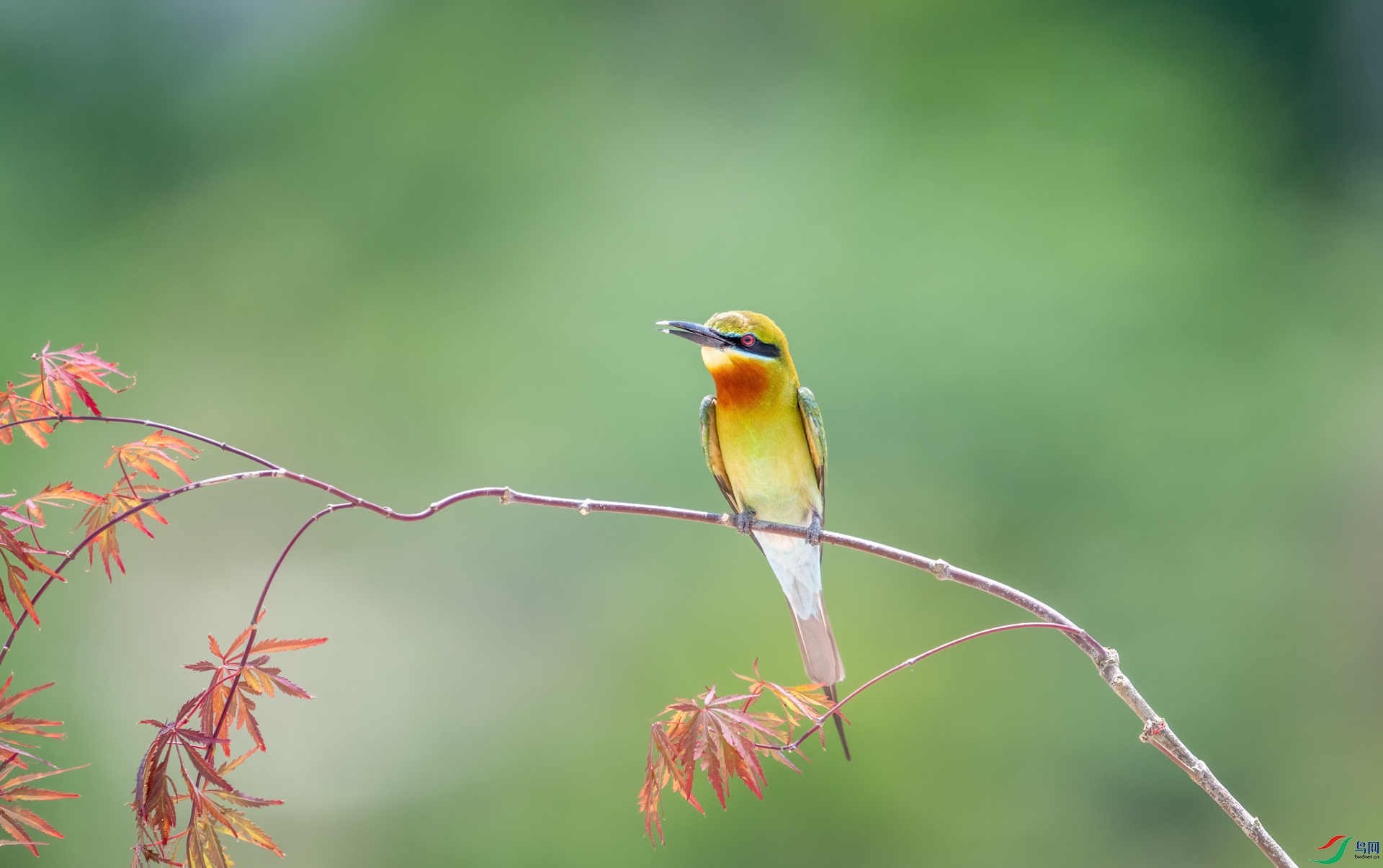 DSC_9356-1.jpg