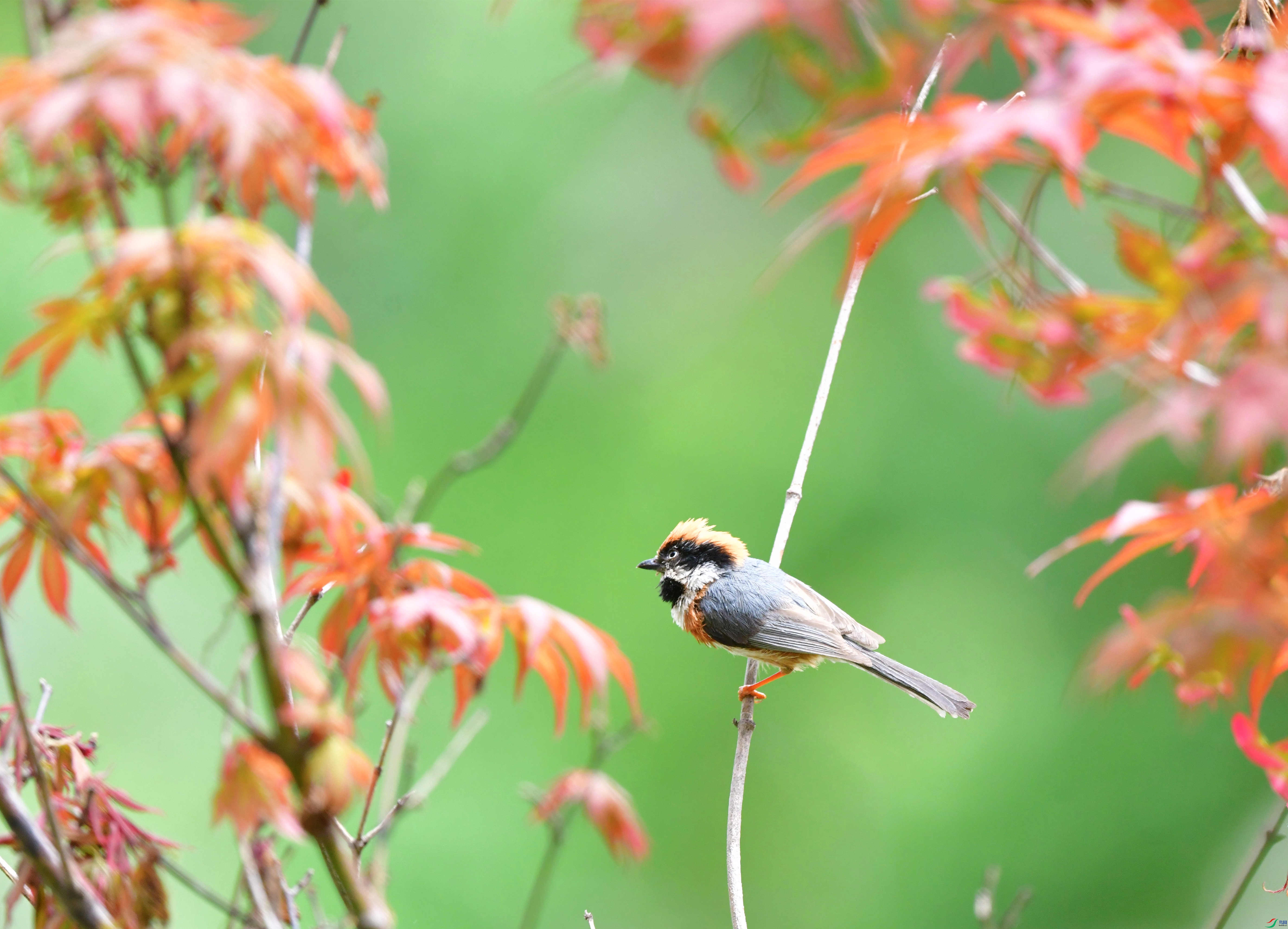 DSC_7066(1)_����.jpg