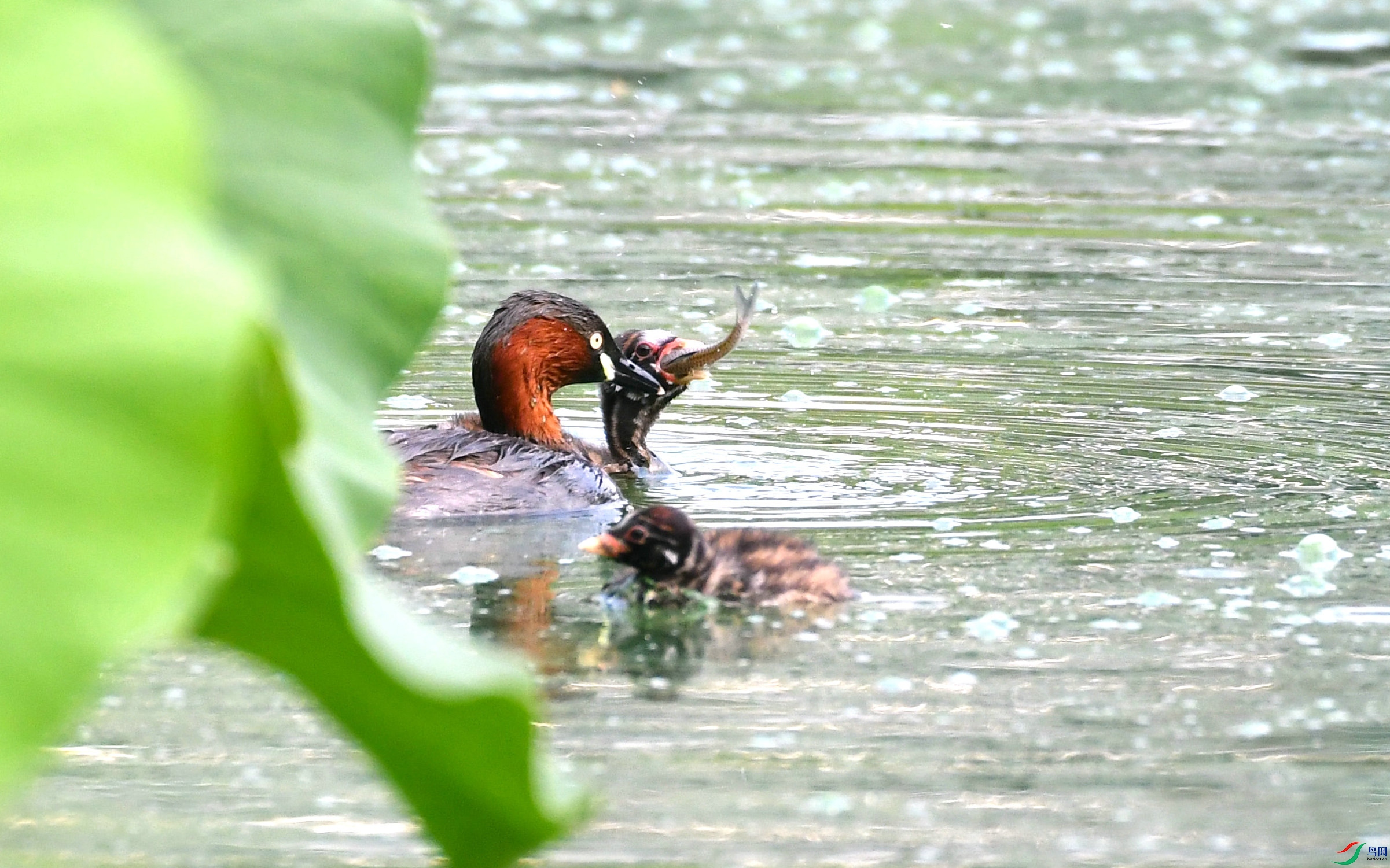 DSC_2894.JPG