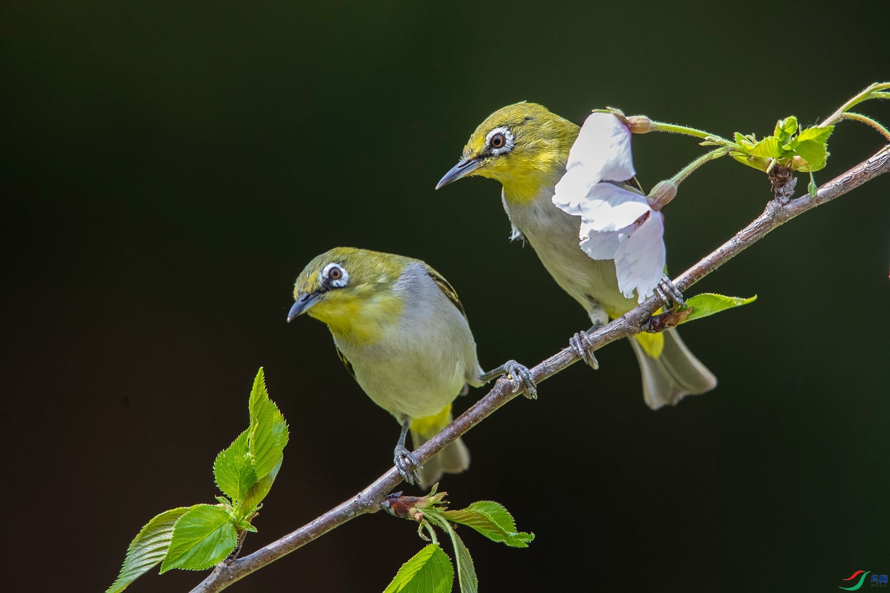 ��ֻ����