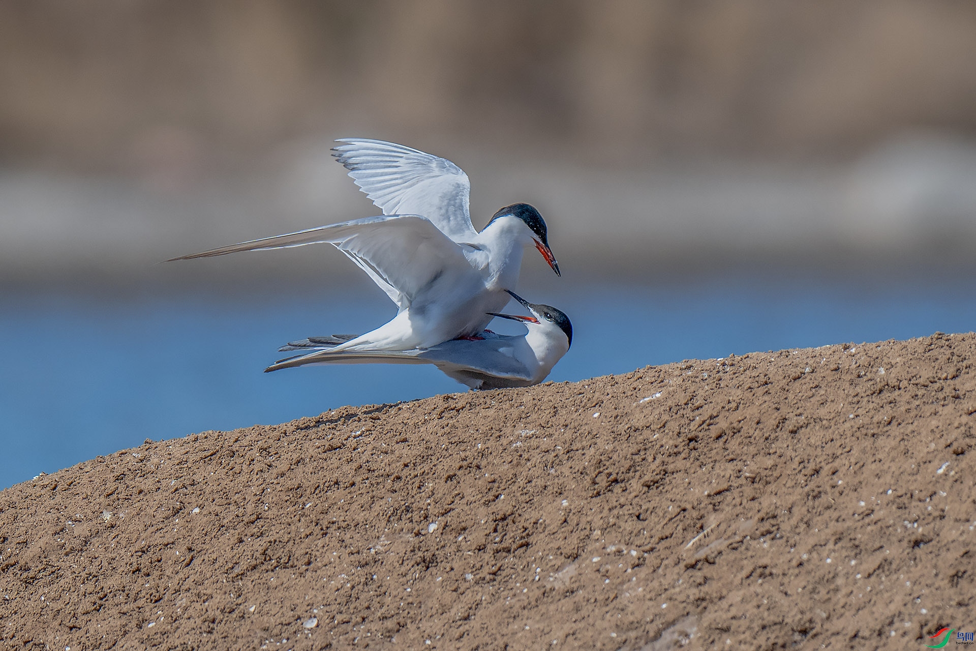 DSC_0175.jpg