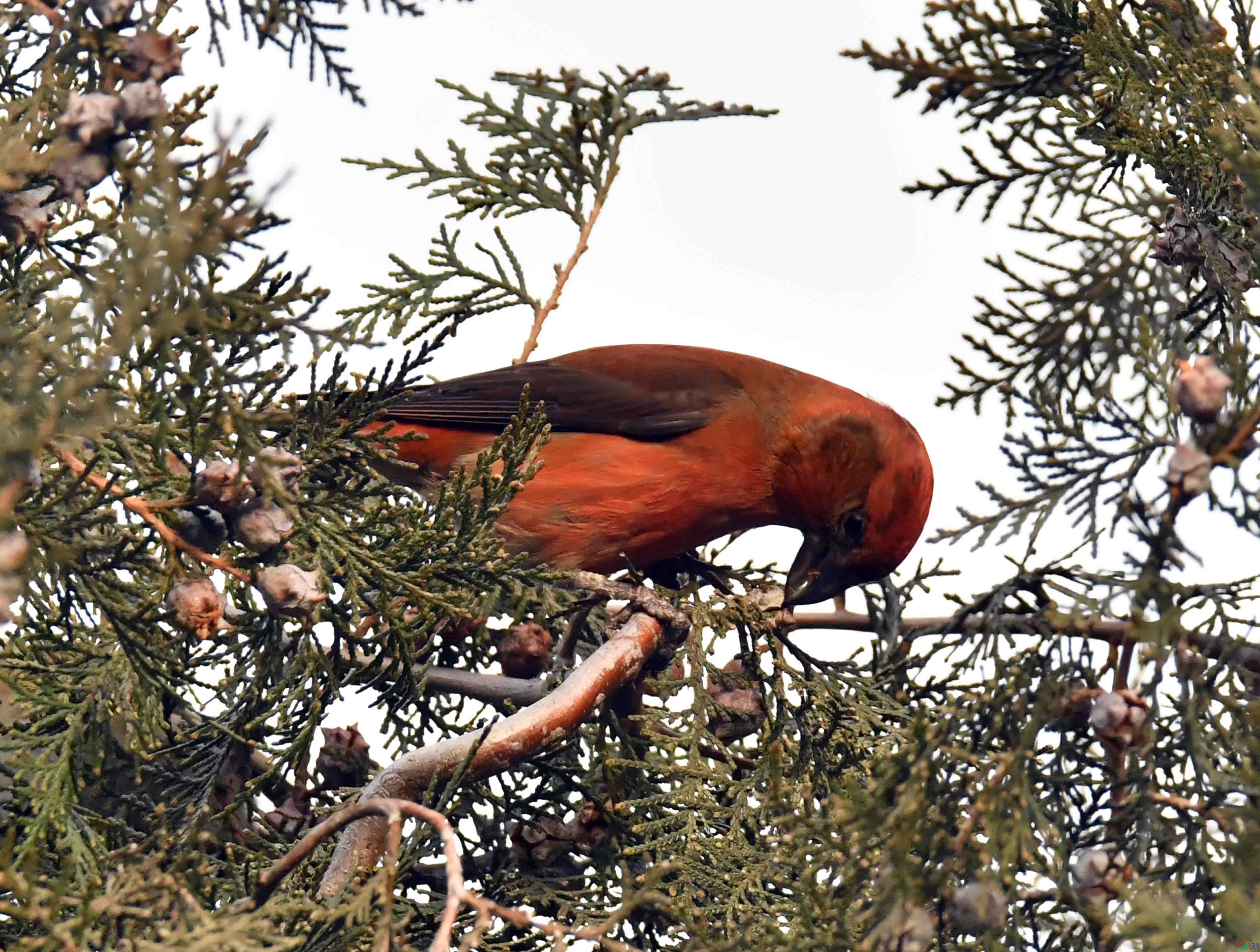 DSC_5129.JPG