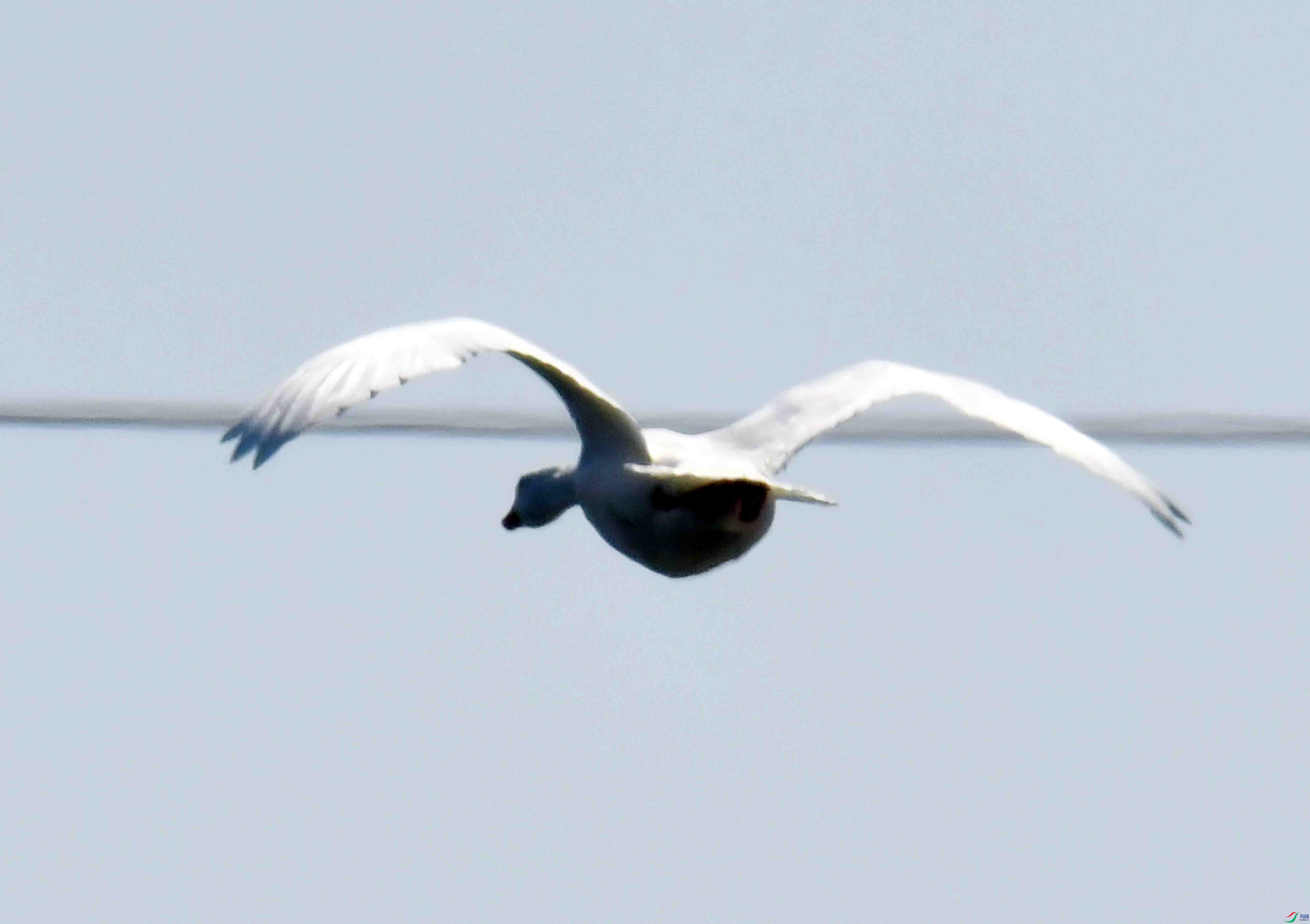 DSC_9914.JPG