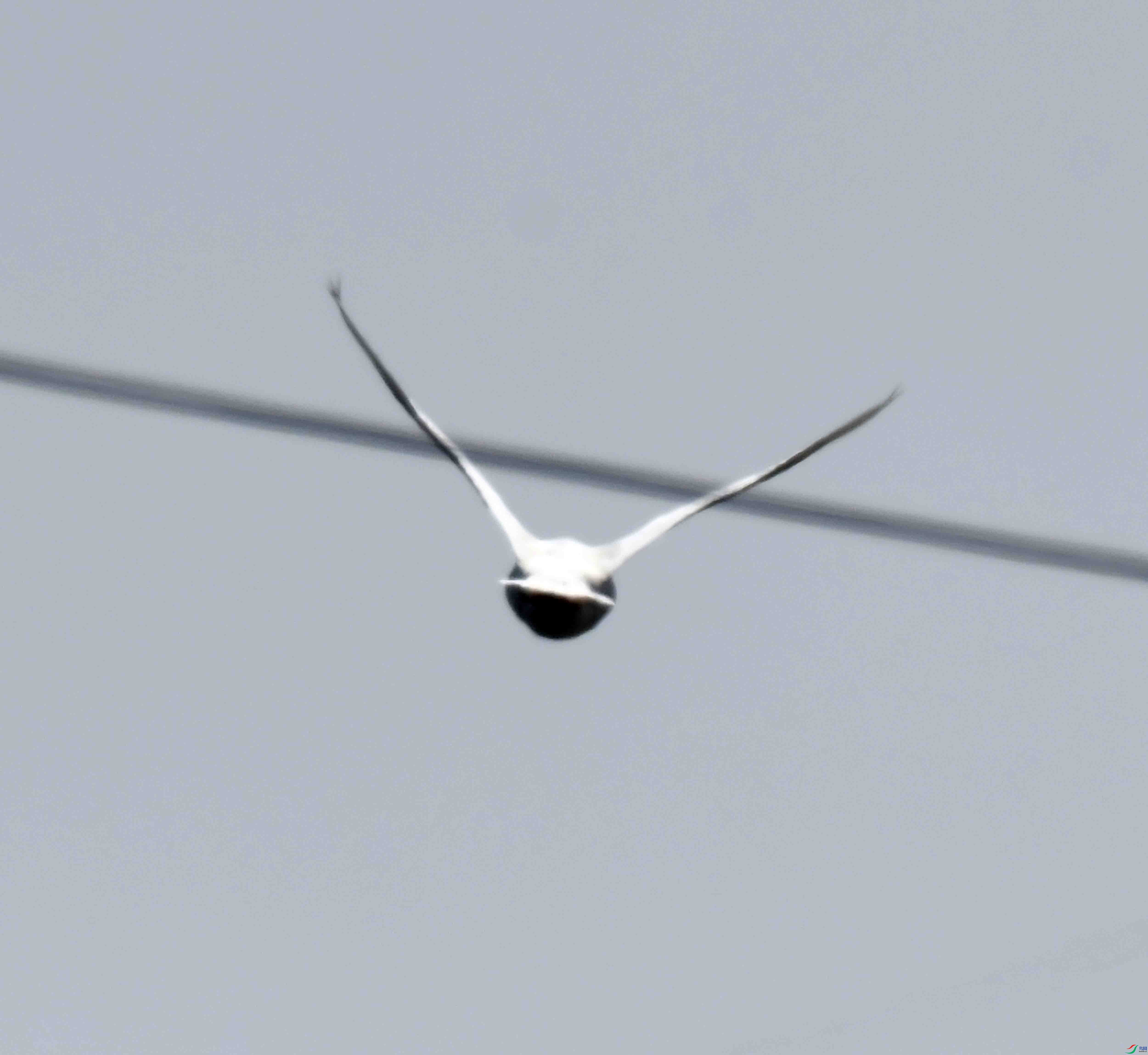 DSC_9920.JPG