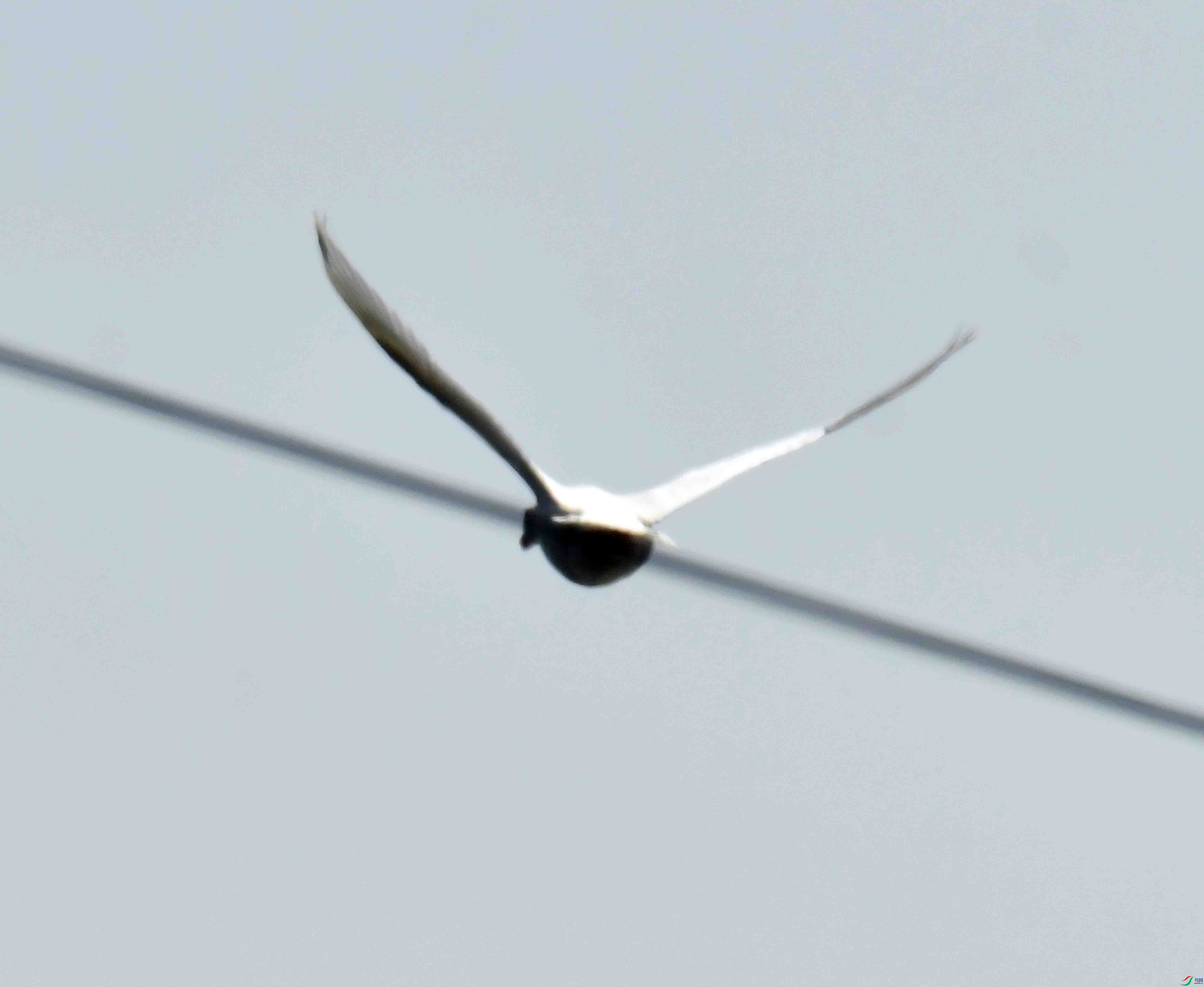 DSC_9917.JPG