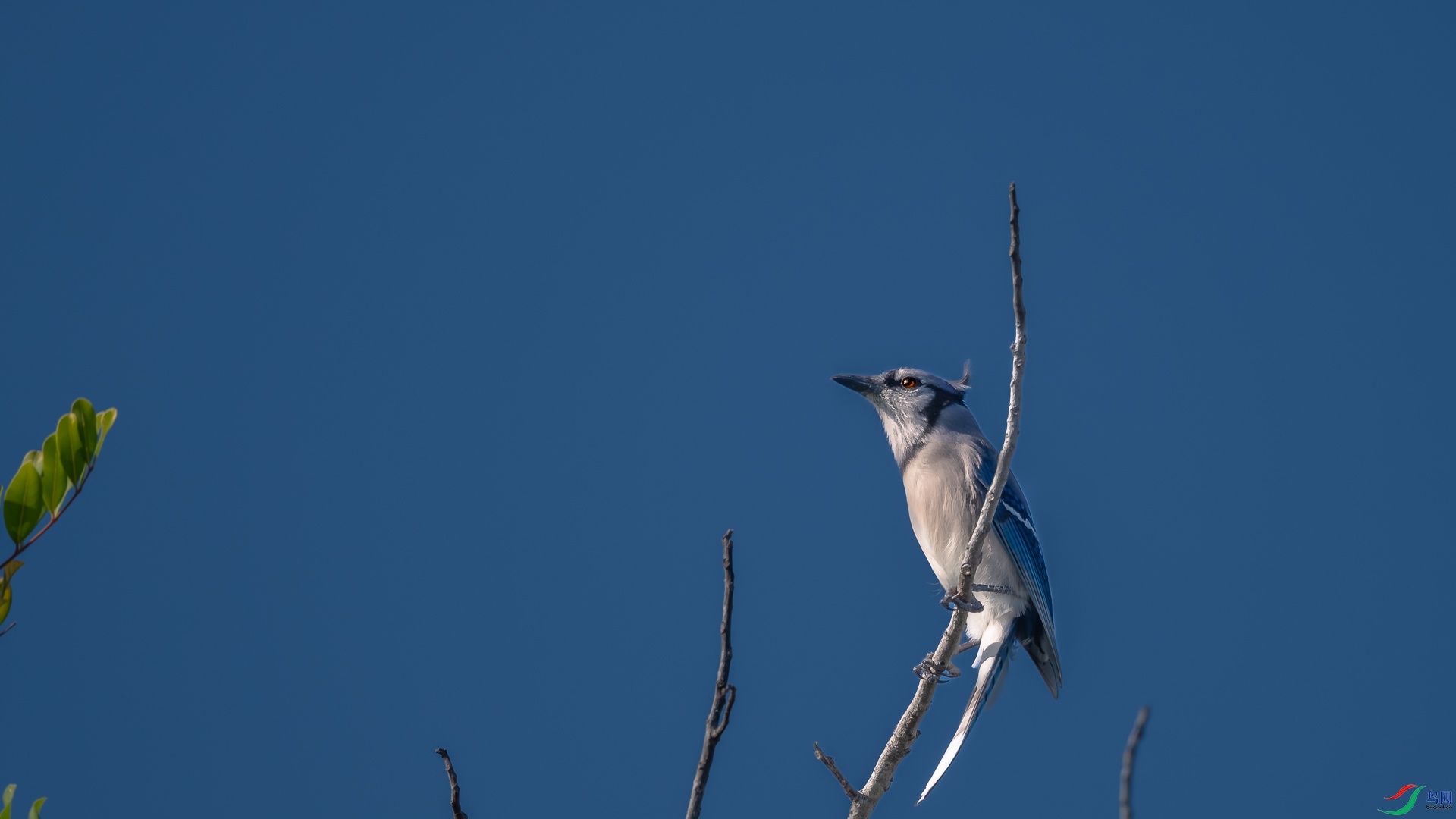 DSC_5486-����ǿ-NR_1.jpg
