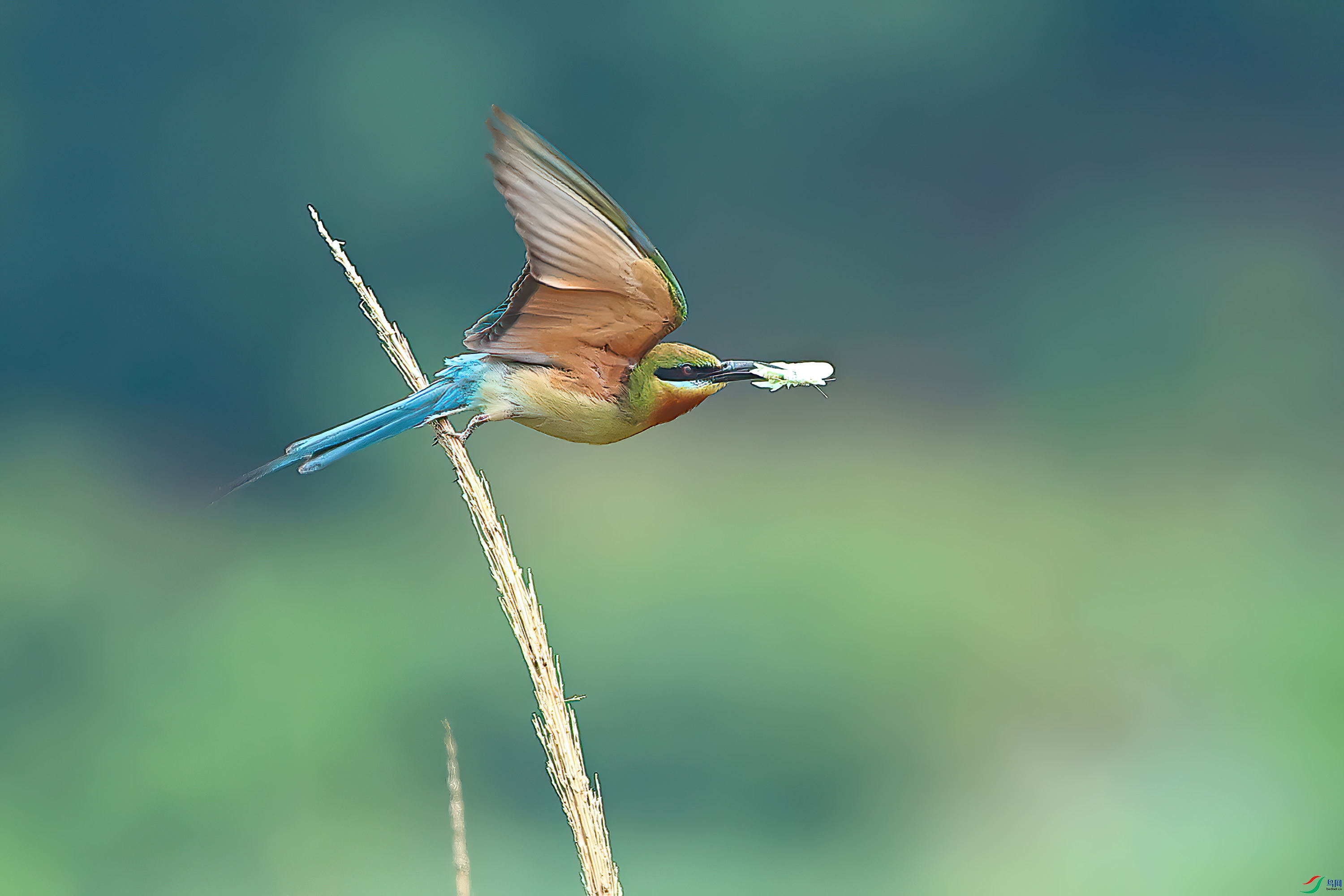 ��ʳ����