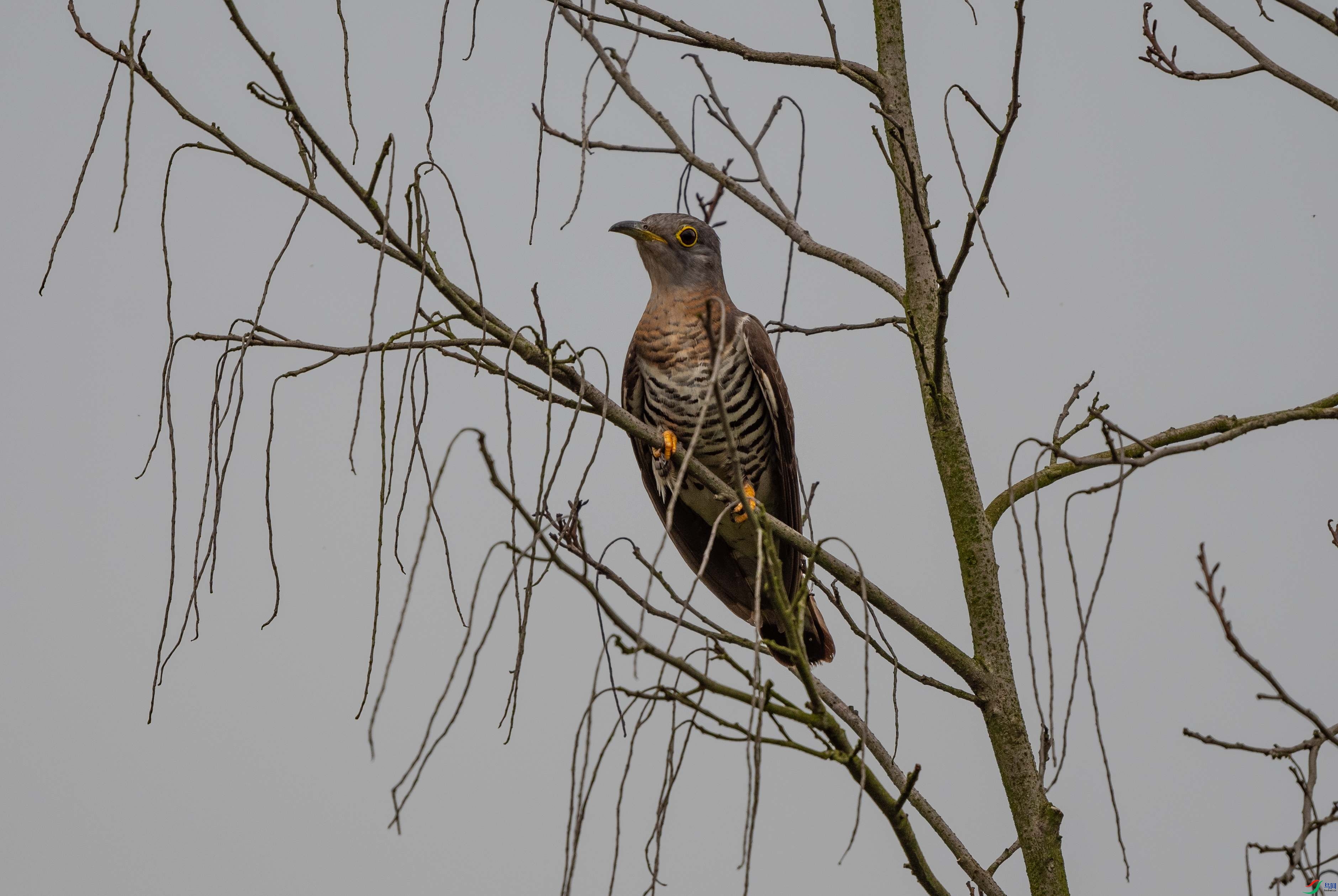 486�����ž�-ʨ��ɽ240511 (1)_����.jpg