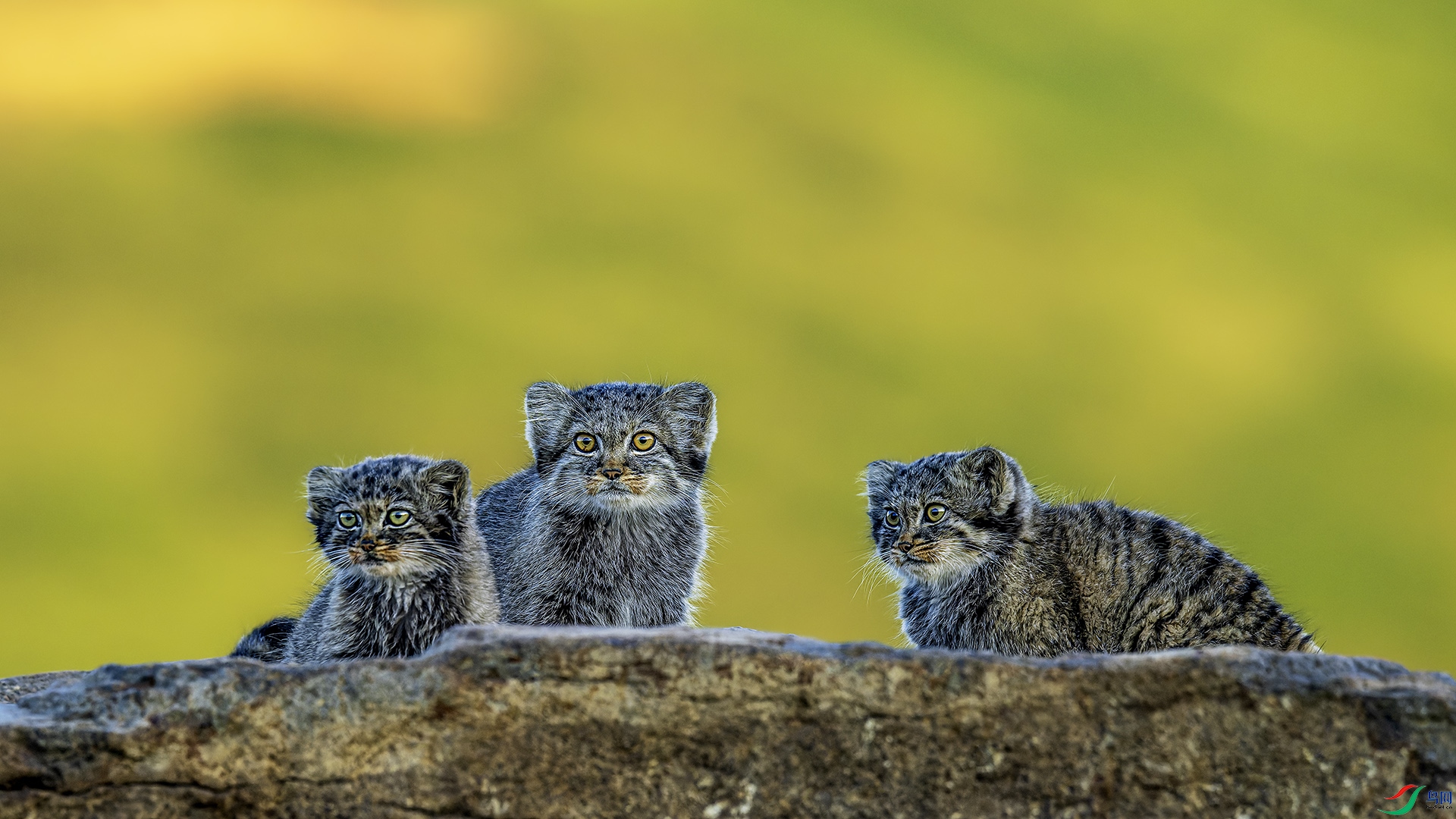 _CYG0614-NEF_DxO_DeepPRIME ����.jpg