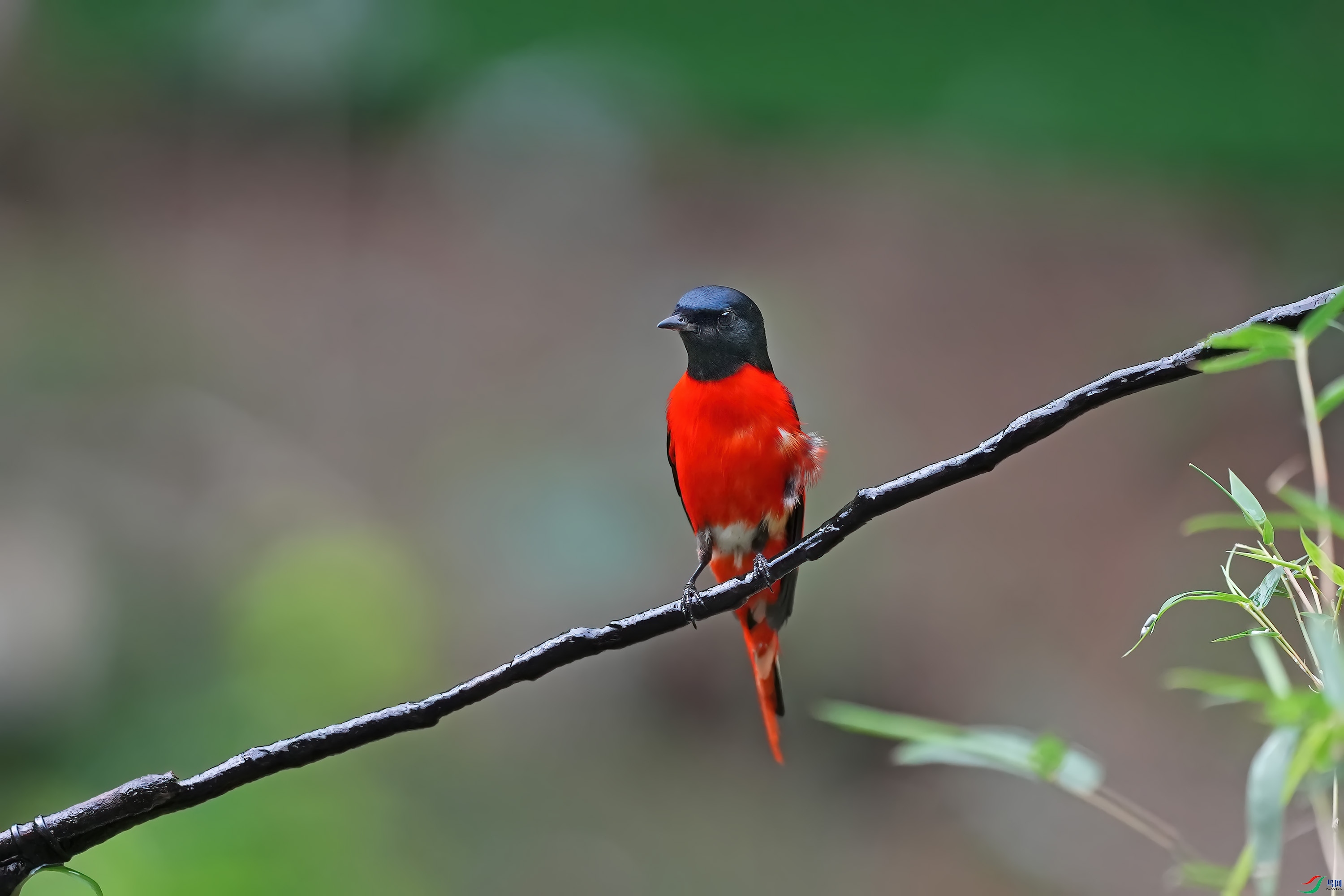 DSC00453 ����.jpg