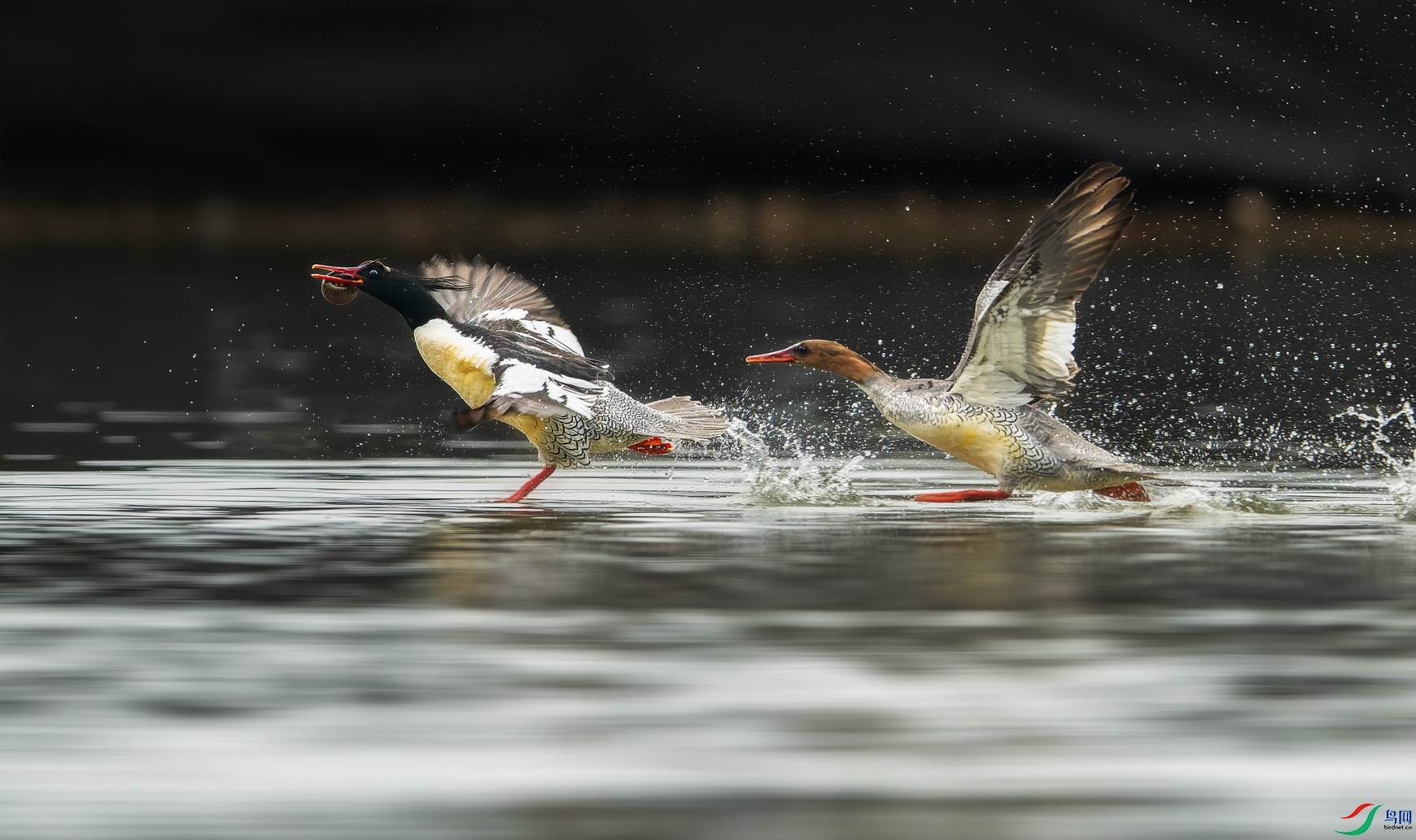_DSC4922-NEF_DxO_DeepPRIME.jpg
