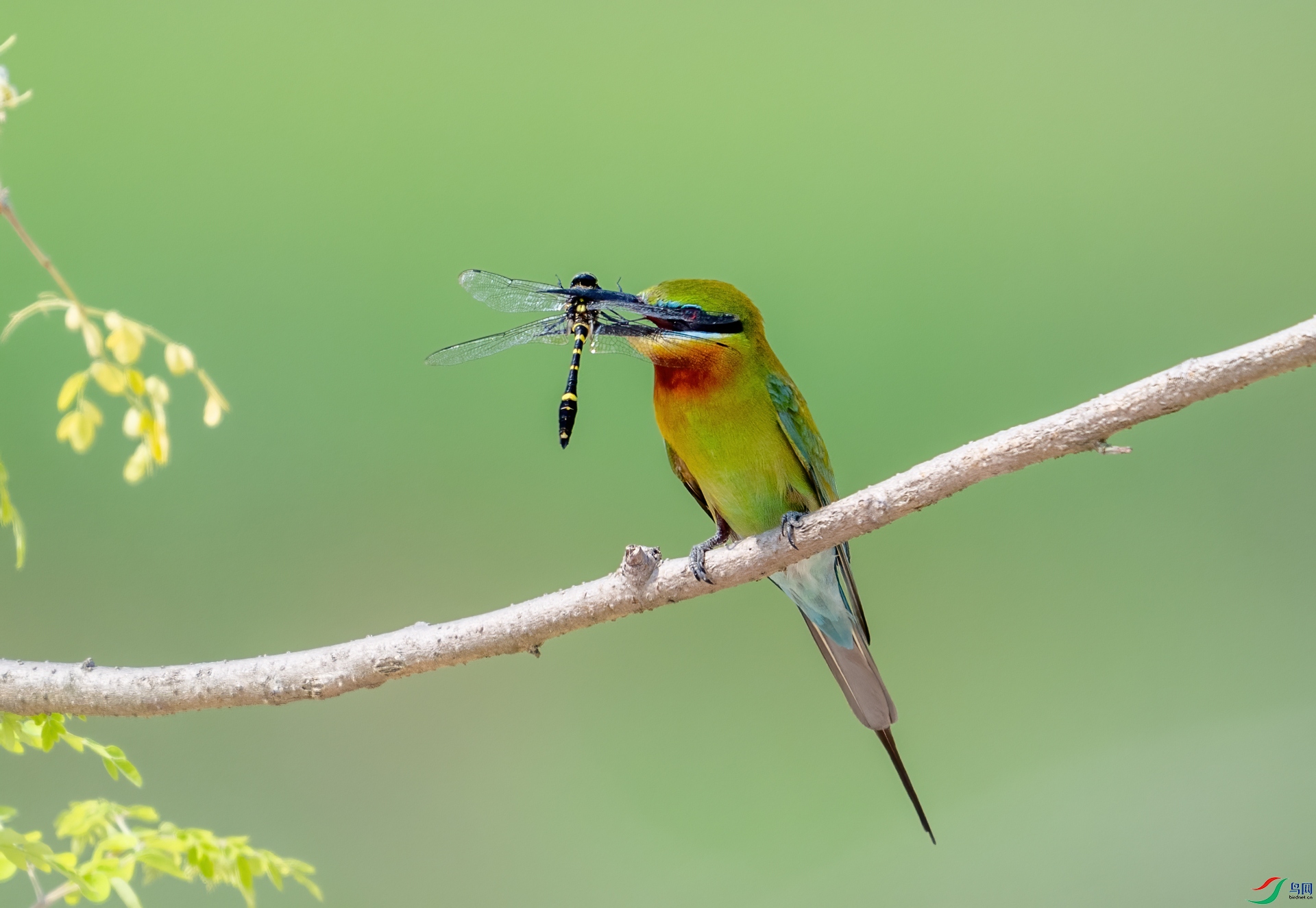 DSC_8527-1.jpg