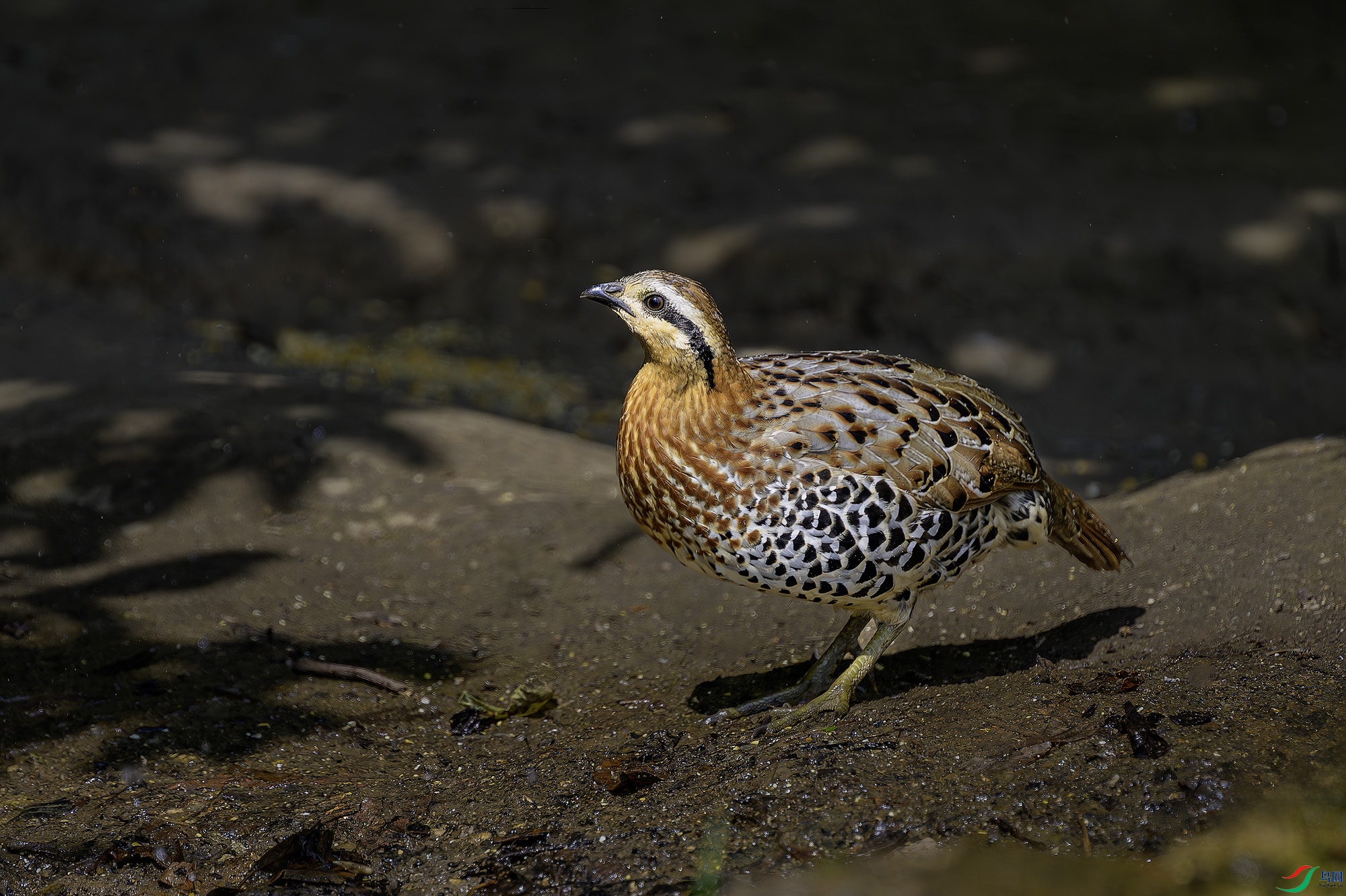 _DSC0301a-����ǿ-NR ����.jpg