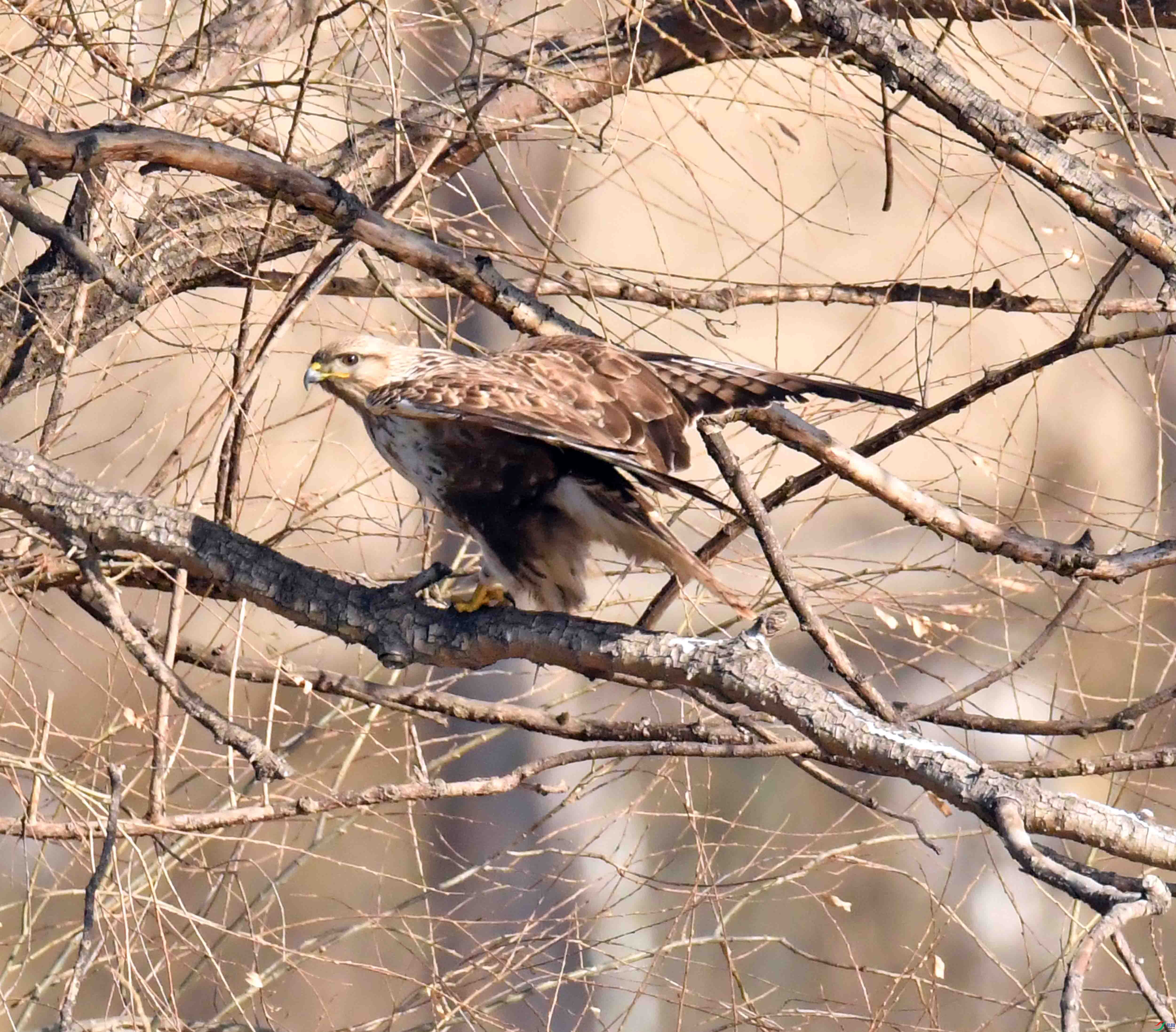 DSC_0653.JPG